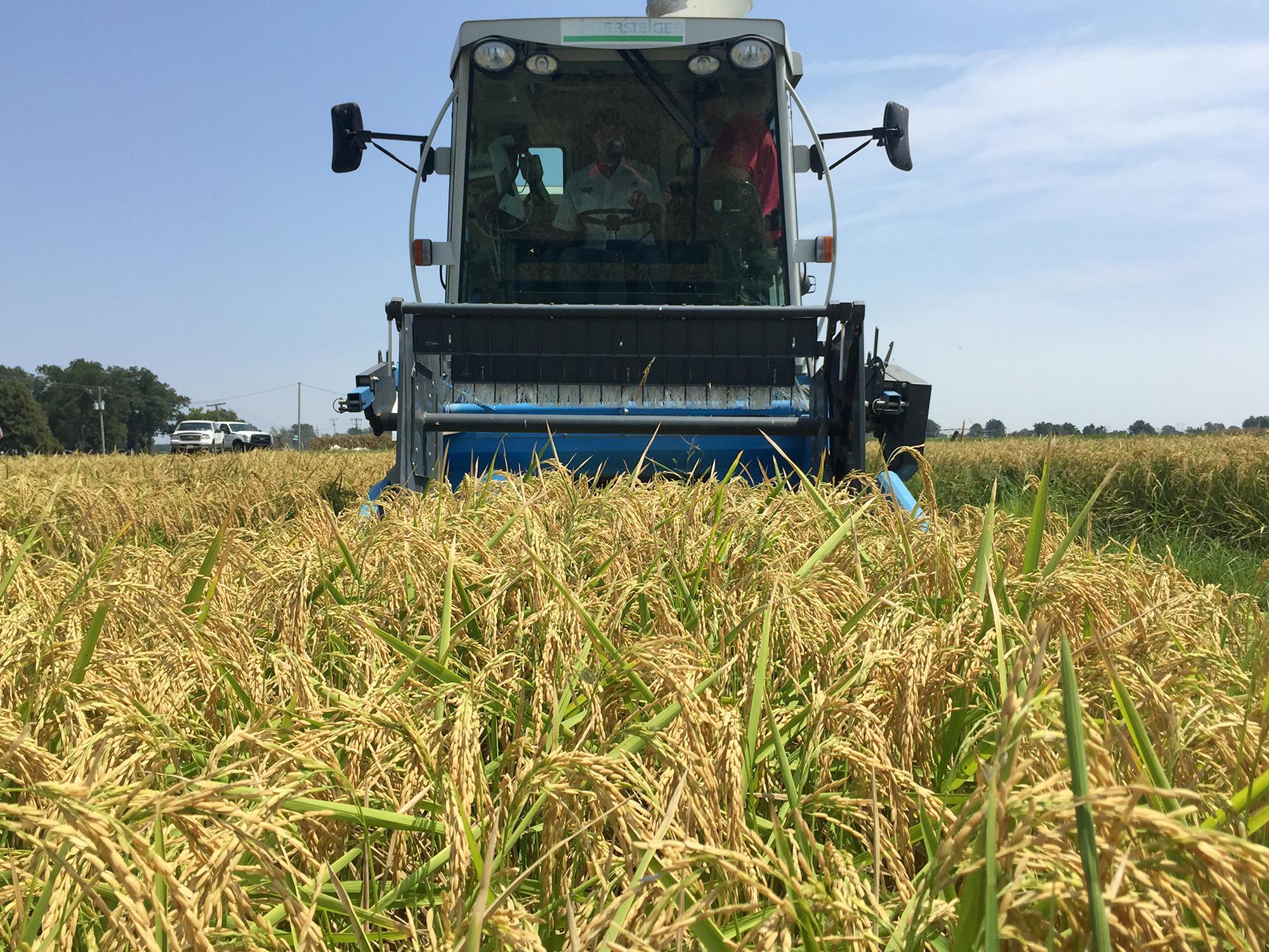 Workers harvest rice on Aug. 24, 2015, at the Mississippi State University Delta Research and Extension Center in Stoneville, Mississippi. (Photo by MSU Delta Research and Extension Center/Bobby Golden)