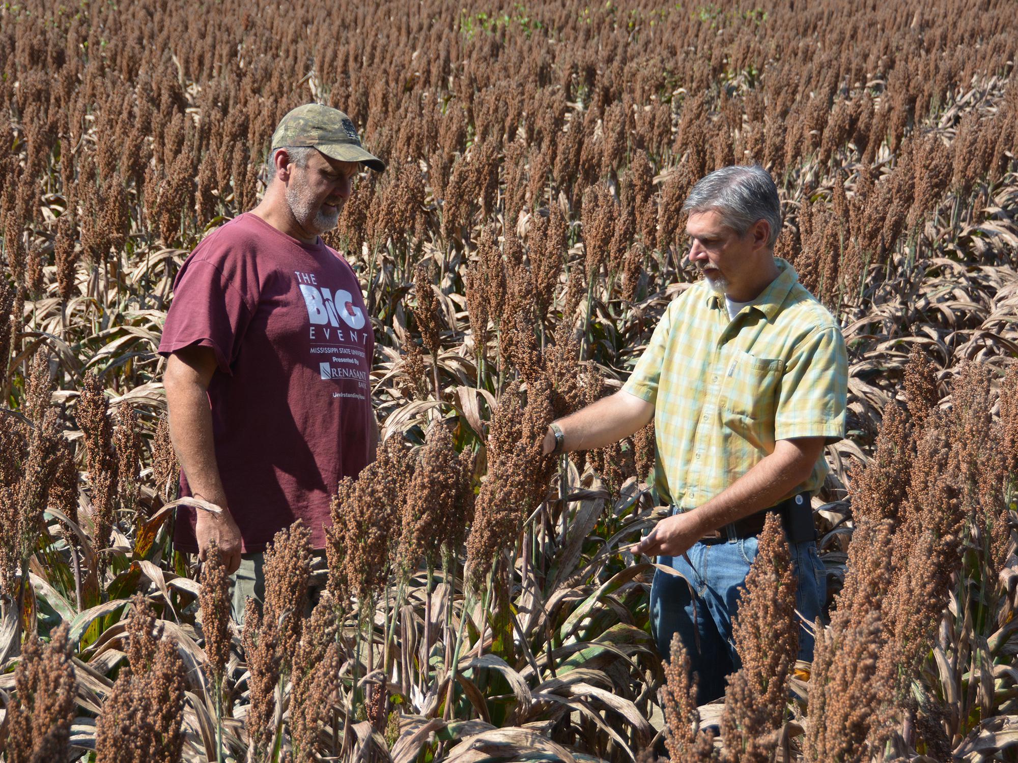 Eddie Stevens, supervisor for the R.R. Foil Plant Science Research Center at Mississippi State University, left, and Erick Larson, an associate research/extension professor, examine grain sorghum in a herbicide study in fields on the north side of campus on Sept. 24, 2015. (Photo by MSU Ag Communications/Linda Breazeale)
