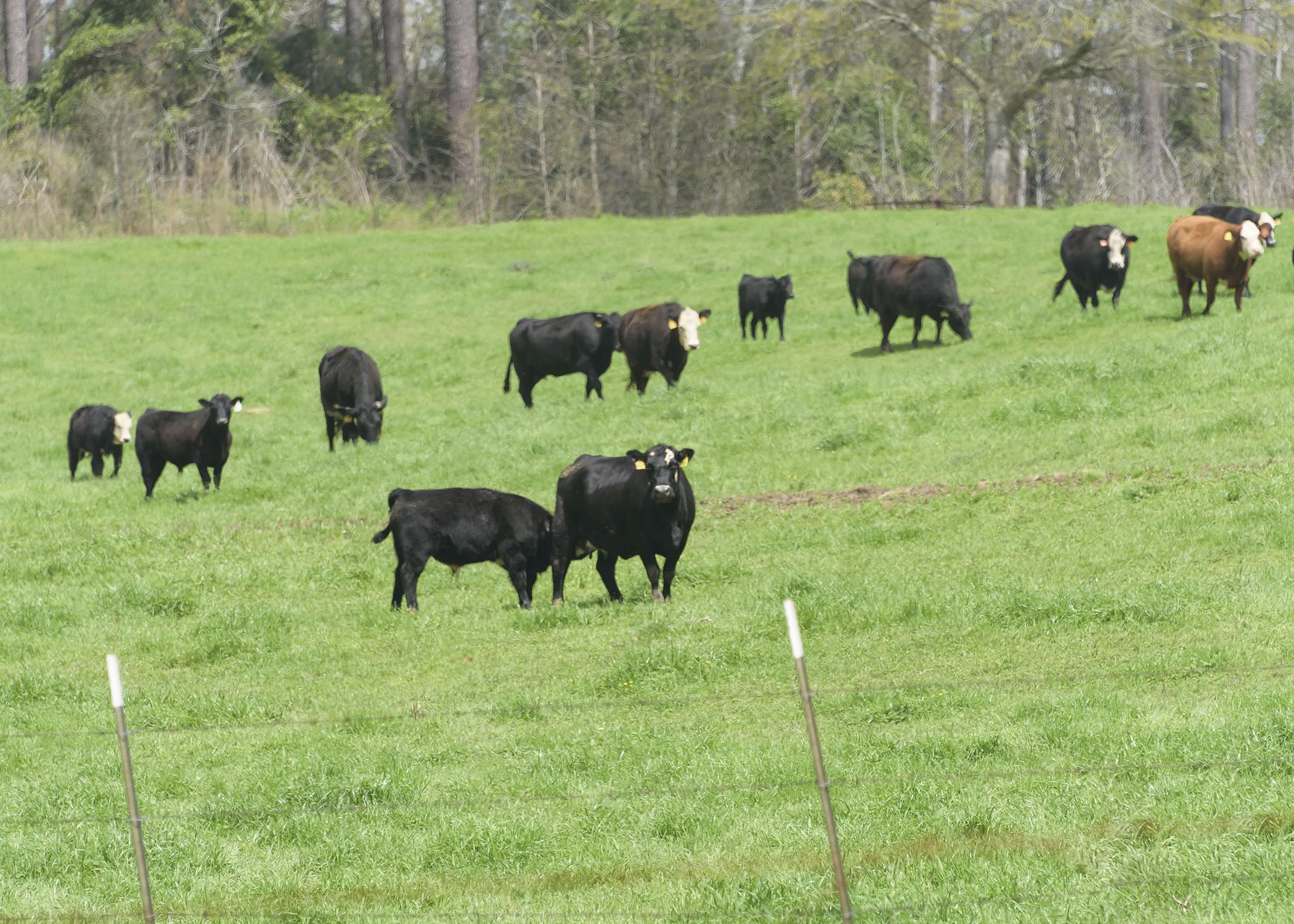 Cattle graze at the Mississippi State University Coastal Plain Branch Experiment Station in Newton, the site of the 2015 Mississippi Forage and Grassland Council Annual Conference on Nov. 6. (Photo by MSU Ag Communications/Kevin Hudson)