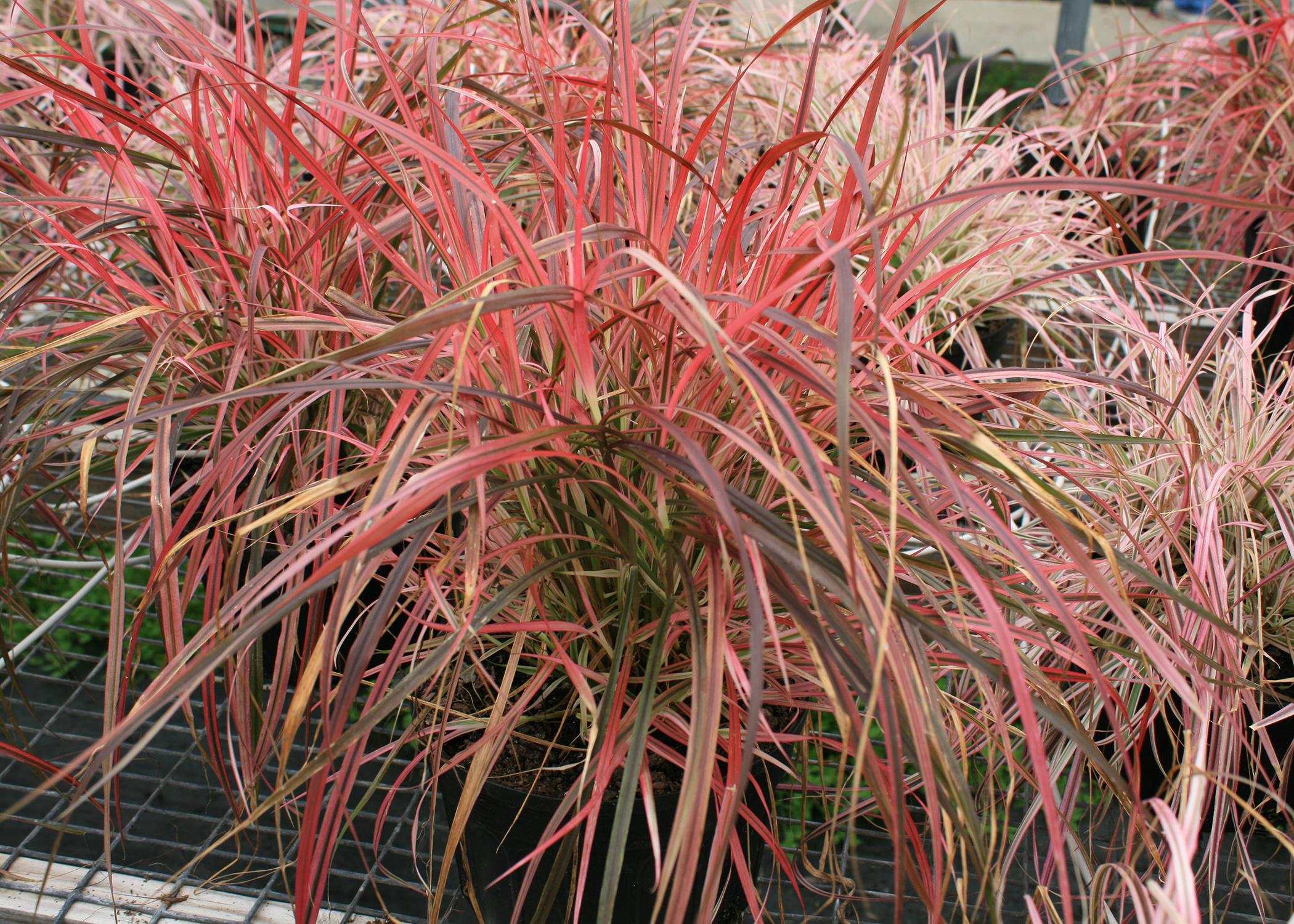 Pennisetum, such as this Fireworks variety, is an ornamental grass with a lot of pizazz. It is an annual everywhere except right along the coast. (Photo by MSU Extension/Gary Bachman)