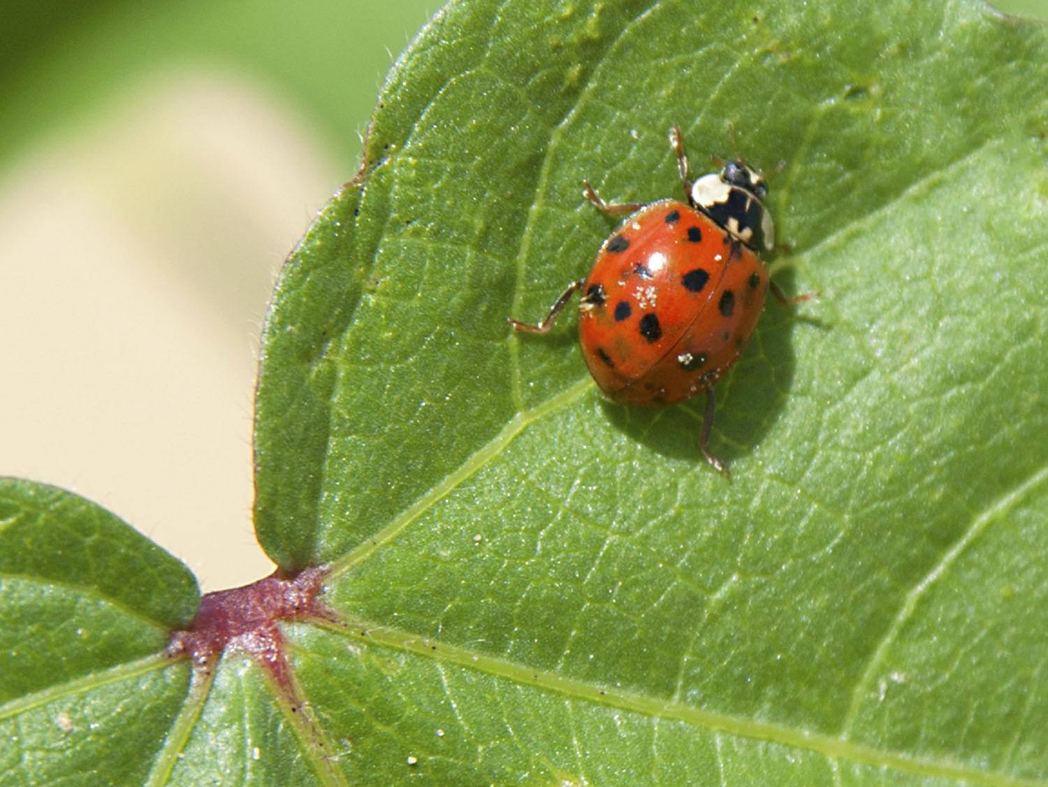 As spring approaches, Asian lady beetles that have hibernated in houses and other structures during the winter are trying to go back outside. Homeowners who have had problems with the bugs can take several steps to prevent future invasions. (File photo, MSU Extension Service)