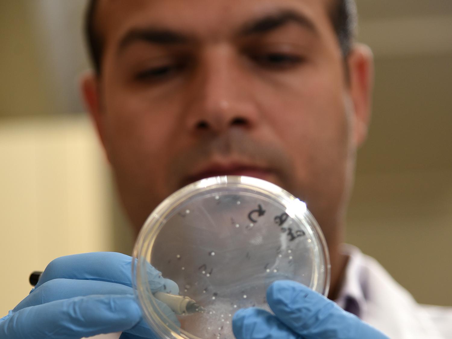 Dr. Hossam Abdelhamed, a postdoctoral fellow at the Mississippi State University College of Veterinary Medicine, examines an agar plate with bacterial colonies of listeria. A group of researchers at the college, including Abdelhamed, developed a faster, more efficient method of performing genetic studies of listeria, which will help scientists worldwide find ways to better control the pathogen and treat those who become ill. (Photo by MSU College of Veterinary Medicine/Tom Thompson)