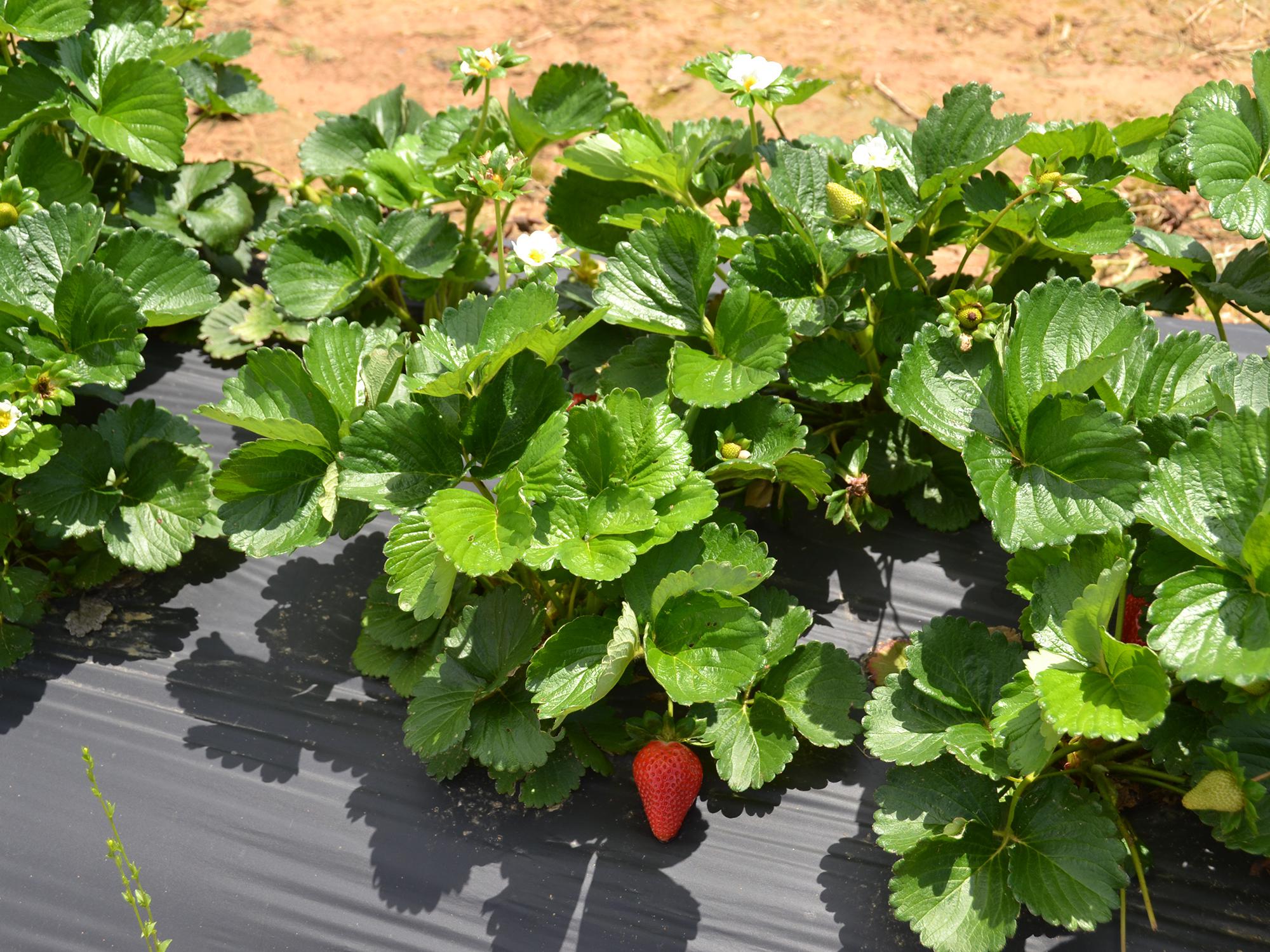 These Merced variety strawberries growing at the Mississippi State University Truck Crops Branch Experiment Station in Crystal Springs looked good on April 21, 2016, despite rainy spring weather that has increased disease pressure on most of Mississippi’s crop. Researchers at the station are conducting a strawberry variety trial to help Mississippi producers choose the best performing varieties for the state. (Photo by MSU Extension Service/Susan Collins-Smith)
