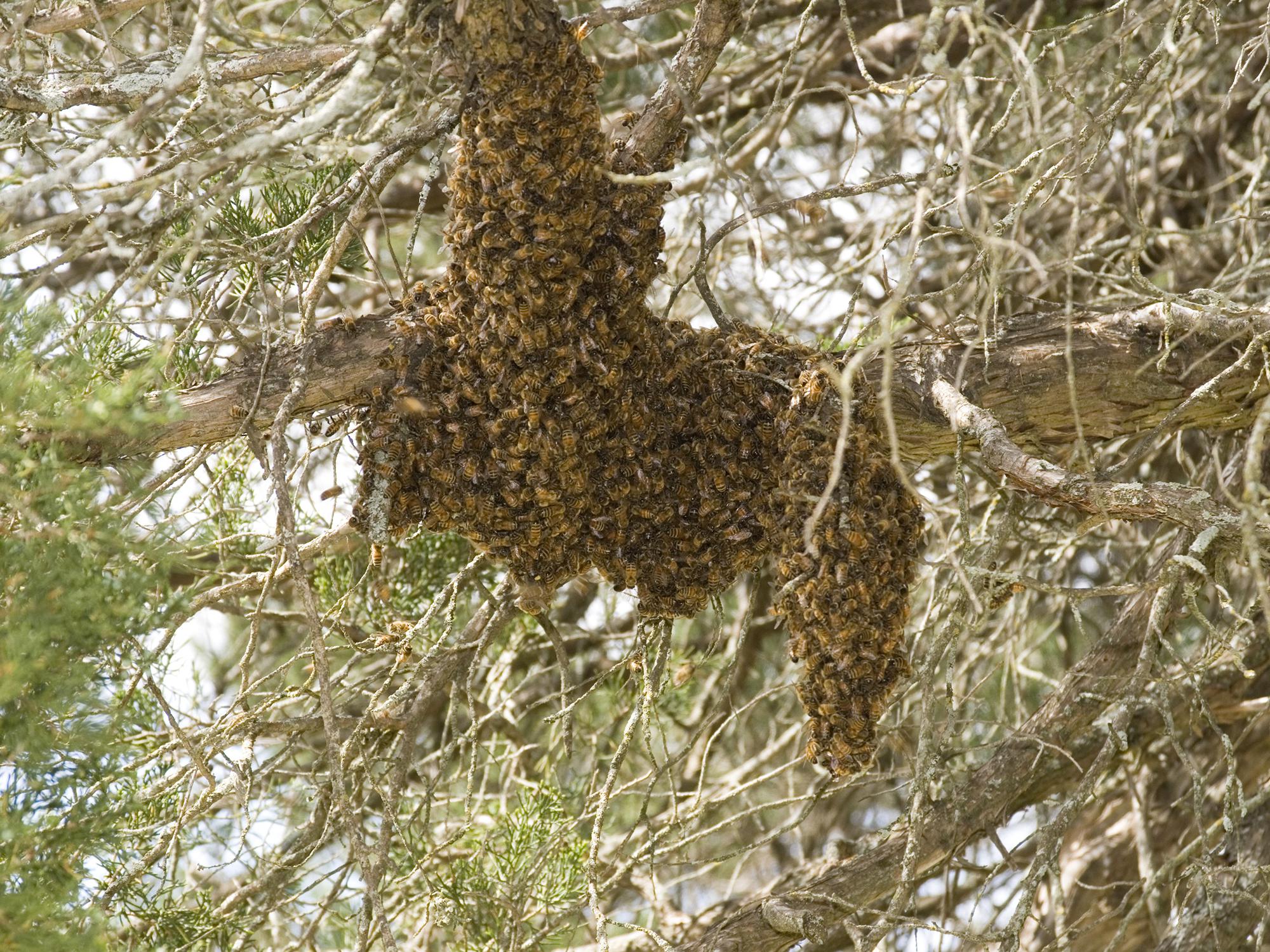 This Swarm of Museum Bees is a bit reminiscent of the flight pattern of a  swarm of bees in the wild. Love the creativity! Thank you Ashley…