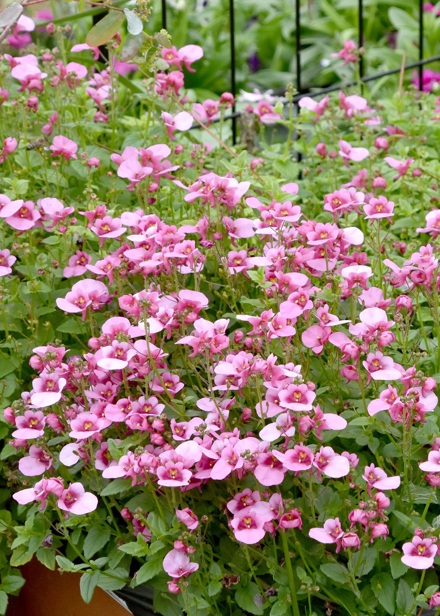 Diascias are cheerful plants that produce loads of delicate flowers that cover mounding foliage. This bright pink Diascia will bloom prolifically as long as temperatures are mild. (Photo by MSU Extension/Gary Bachman)