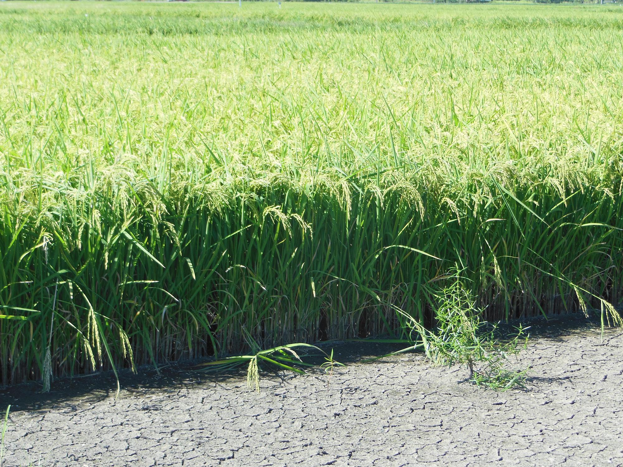 Whether grown under a conventional system or the newer alternating wet and dry method, weeds are controlled in rice during the initial 21-day continuous flood the crop needs to get established. (Photo by MSU Extension Service/Lee Atwill)