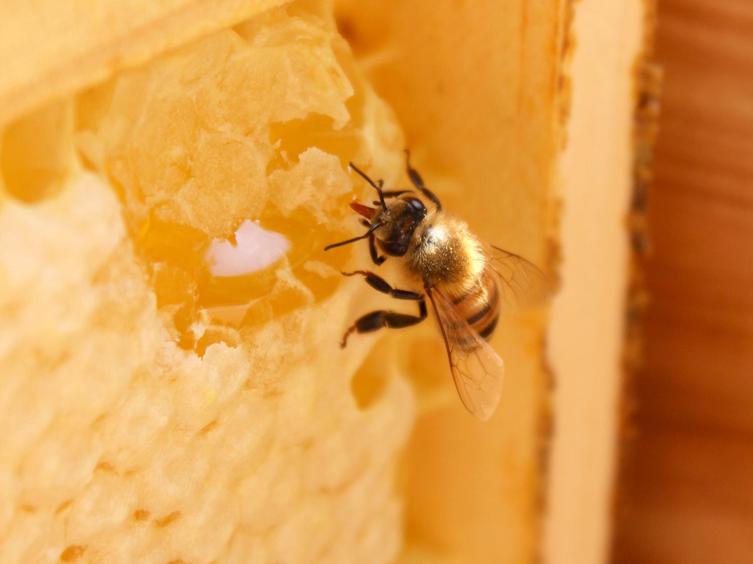 Busy as a bee: A look inside a honey bee hive | Mississippi State