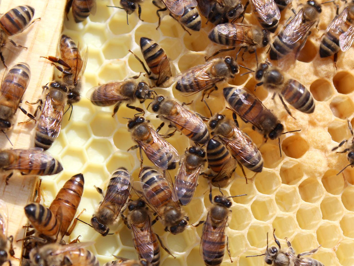 A queen bee scurries toward the bottom left corner of a frame of capped cells containing bee larvae. Worker bees have many different jobs within a colony, including caring for baby bees. (File photo by MSU Extension/Keri Collins Lewis)