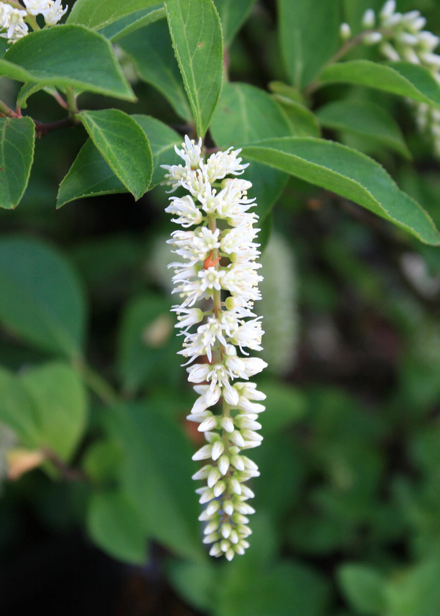virginia sweetspire is a perfect shrub mississippi state virginia sweetspire is a perfect shrub mississippi state