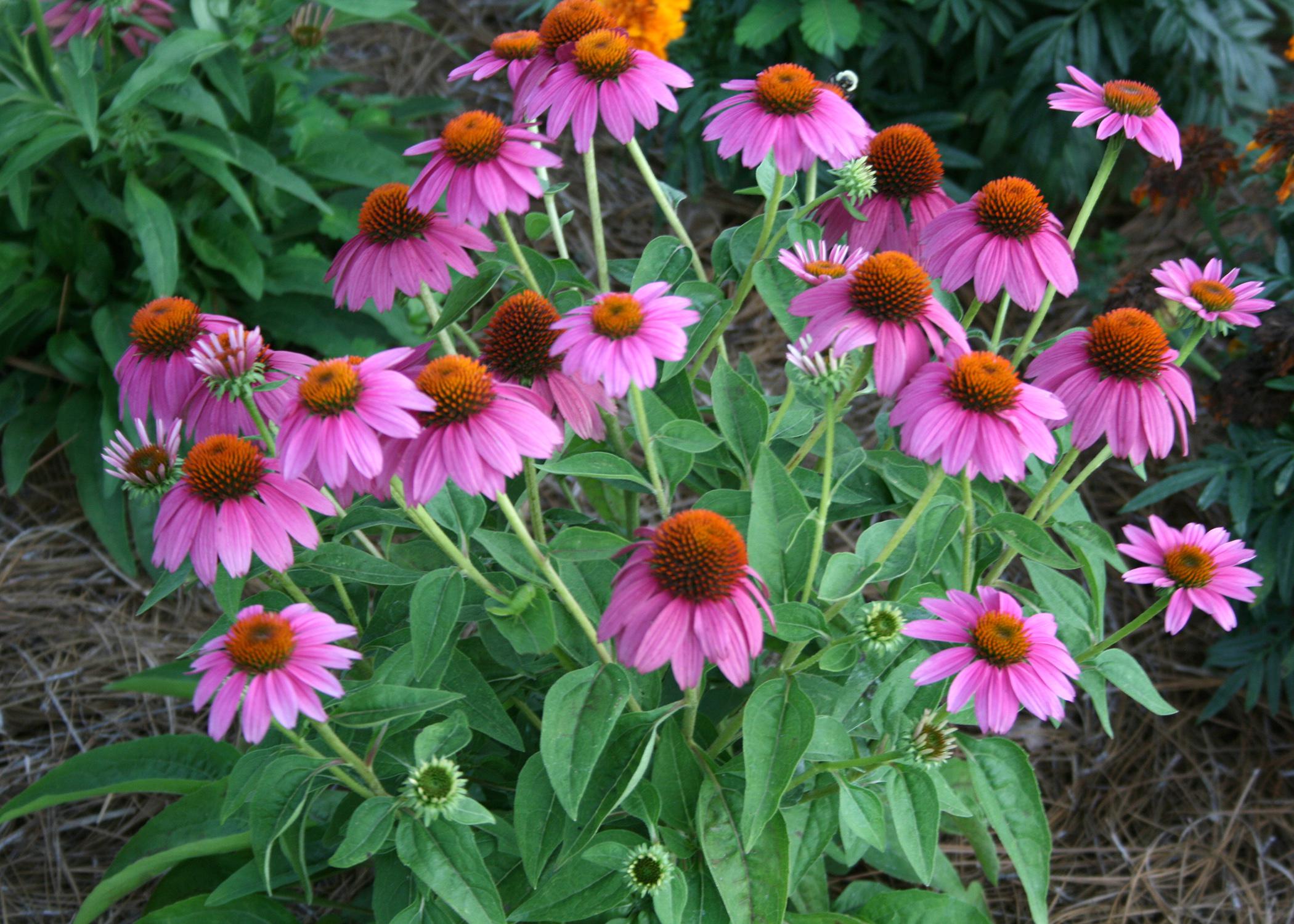 Plan to include purple coneflowers in gardens Mississippi State