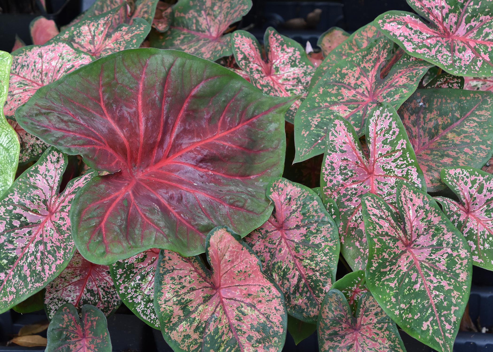 When kept consistently watered, caladiums are colorful additions to the landscape even during the hottest periods of summer. (Photo by MSU Extension Service/Gary Bachman)