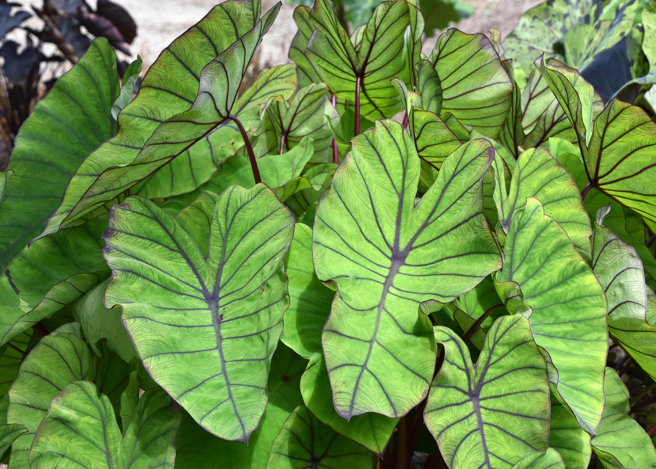 Elephant ears create a tropical paradise  Mississippi State University  Extension Service