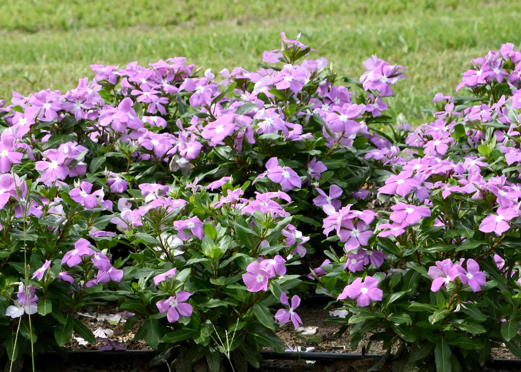 Colorful vincas, such as these Cora lavender plants, thrive in Mississippi's hot summer gardens, especially when planted in well-drained raised beds. (Photo by MSU Extension Service/Gary Bachman)