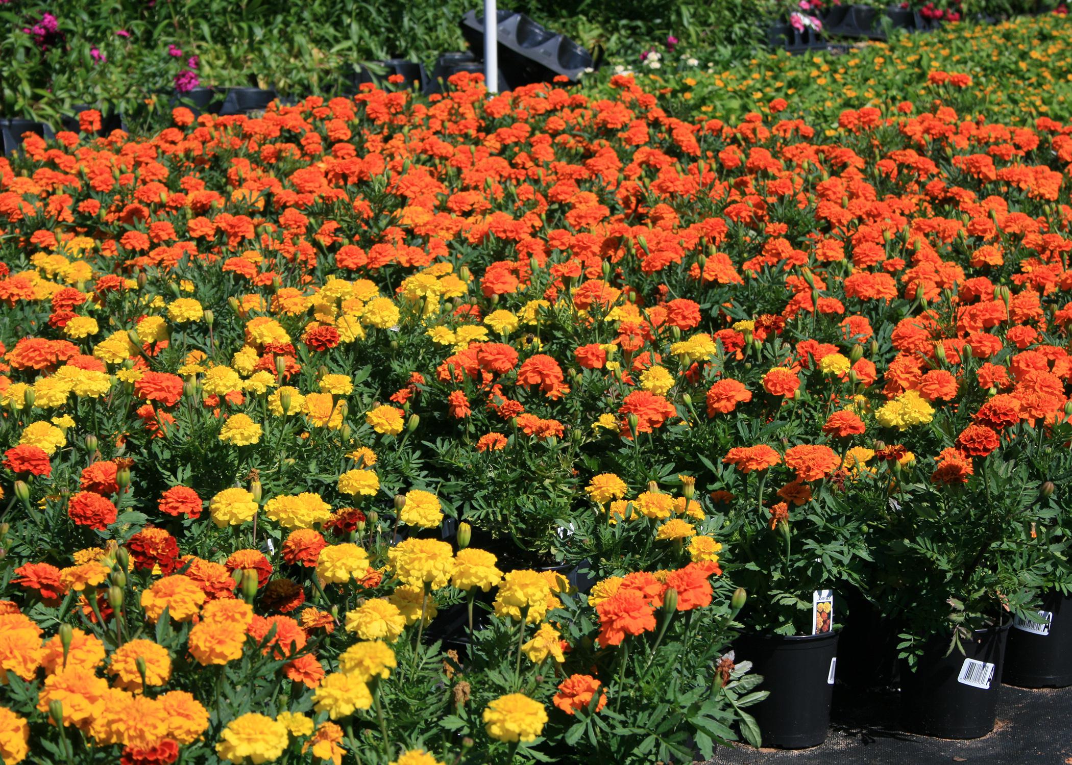 French marigolds add fall vibrancy to gardens  Mississippi State  University Extension Service