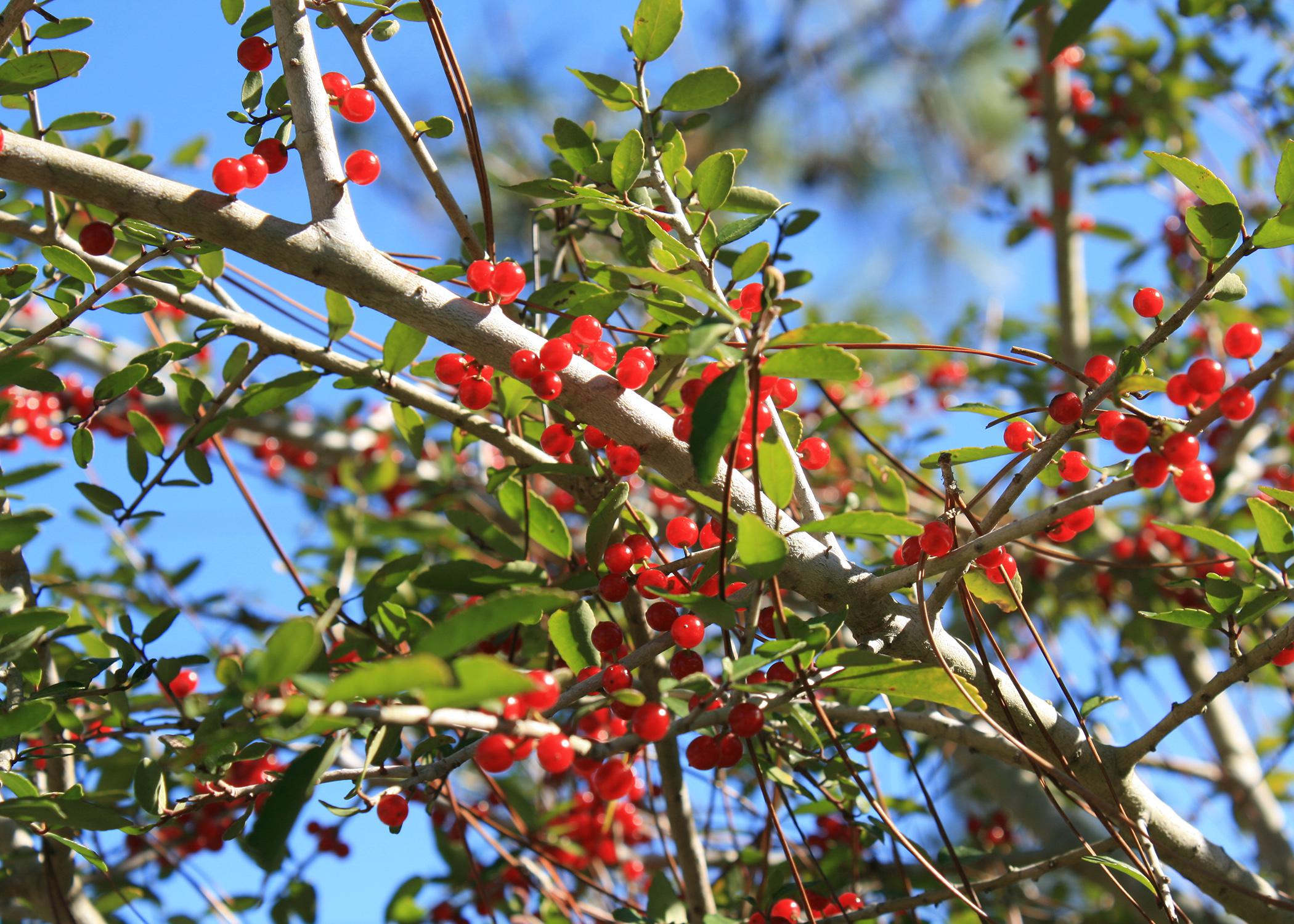 Yaupon holly bushes are either male or female, and only the females produce the red berries that the plants are known for. (Photo by MSU Extension Service/Gary Bachman)