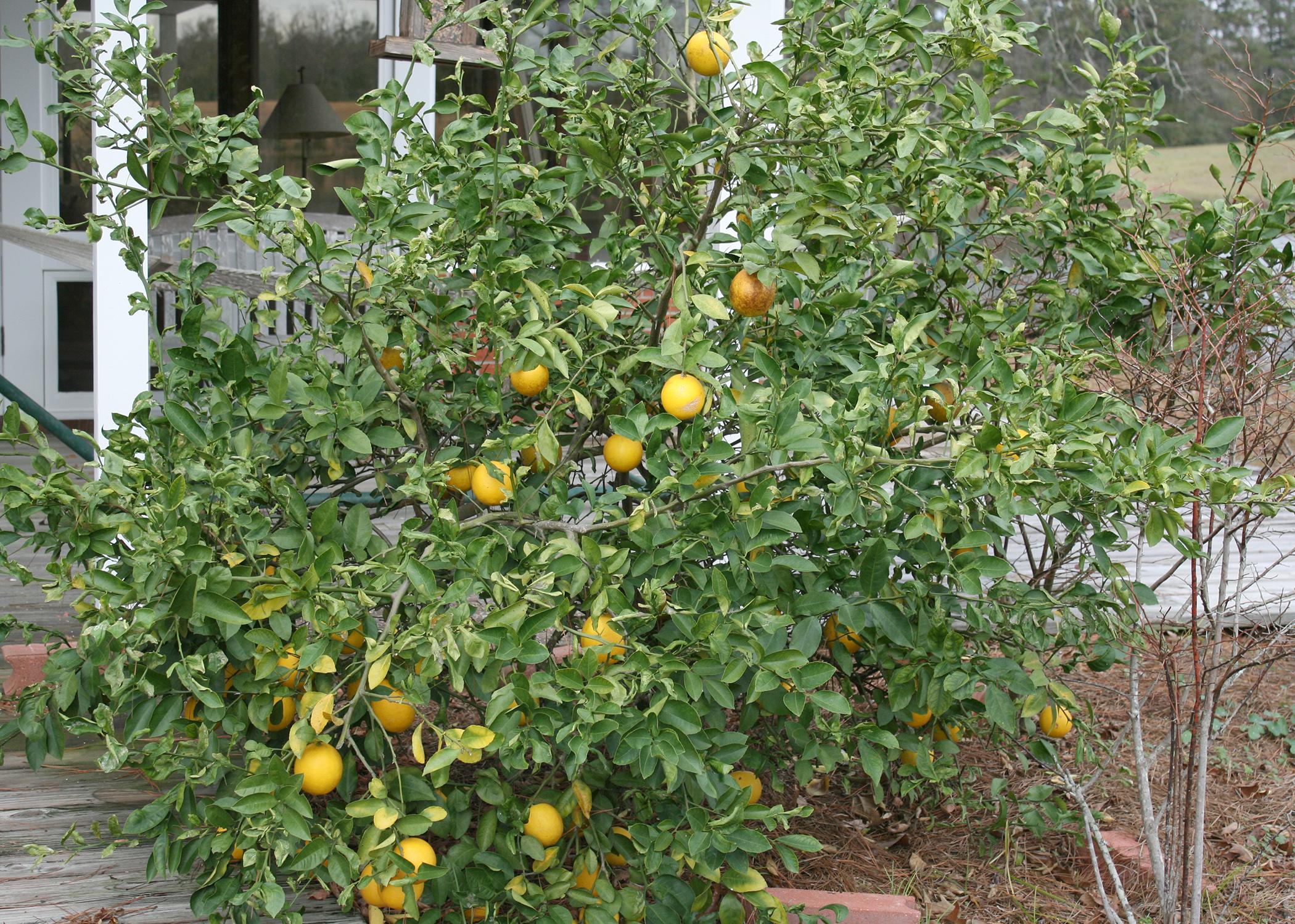 Yuzu Lemon Trees for Sale -  – Madison Citrus  Nursery