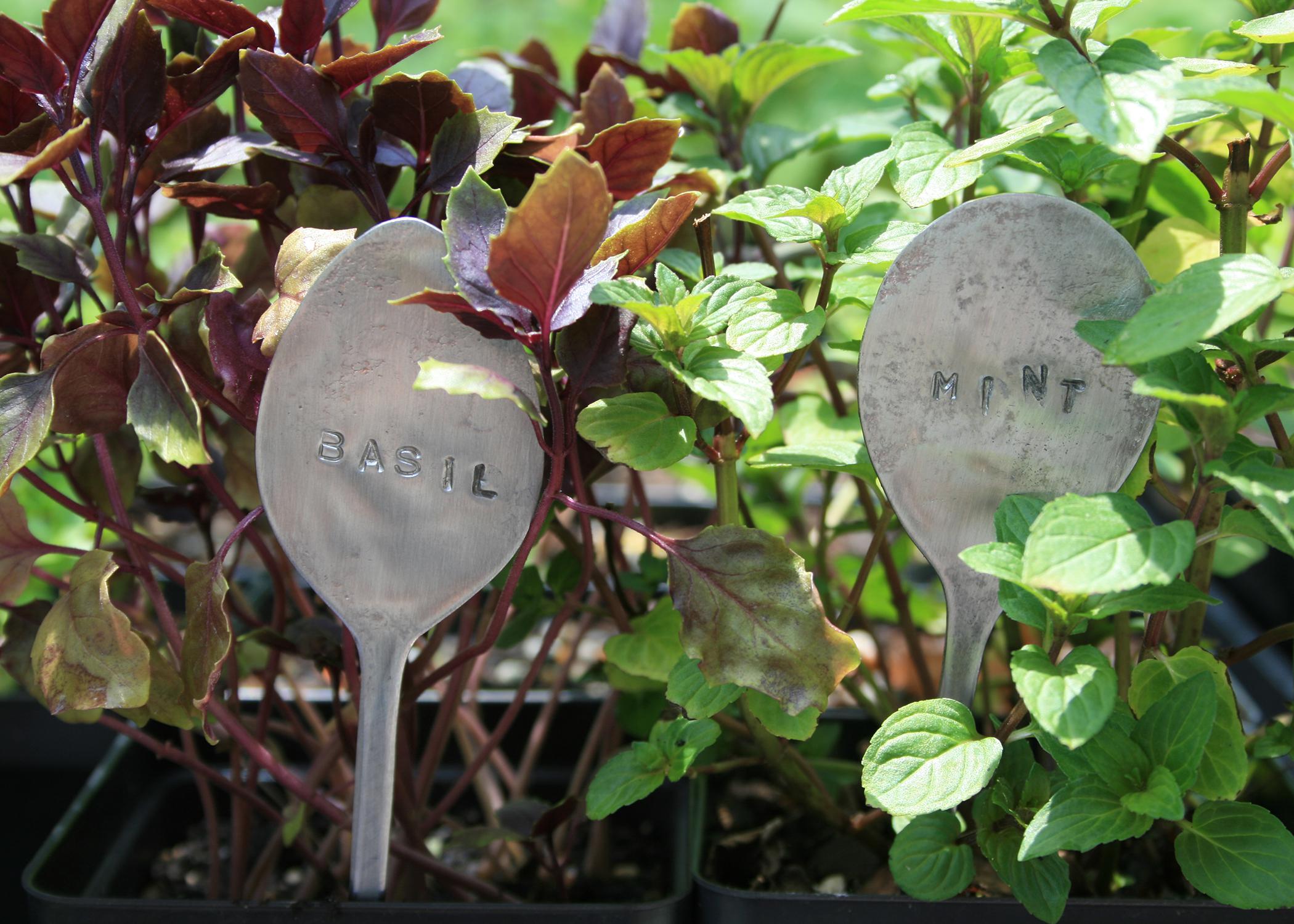 Flatten old spoons to use as plant markers, and use letter punches to stencil in the plant name. (Photo by MSU Extension Service/Gary Bachman)