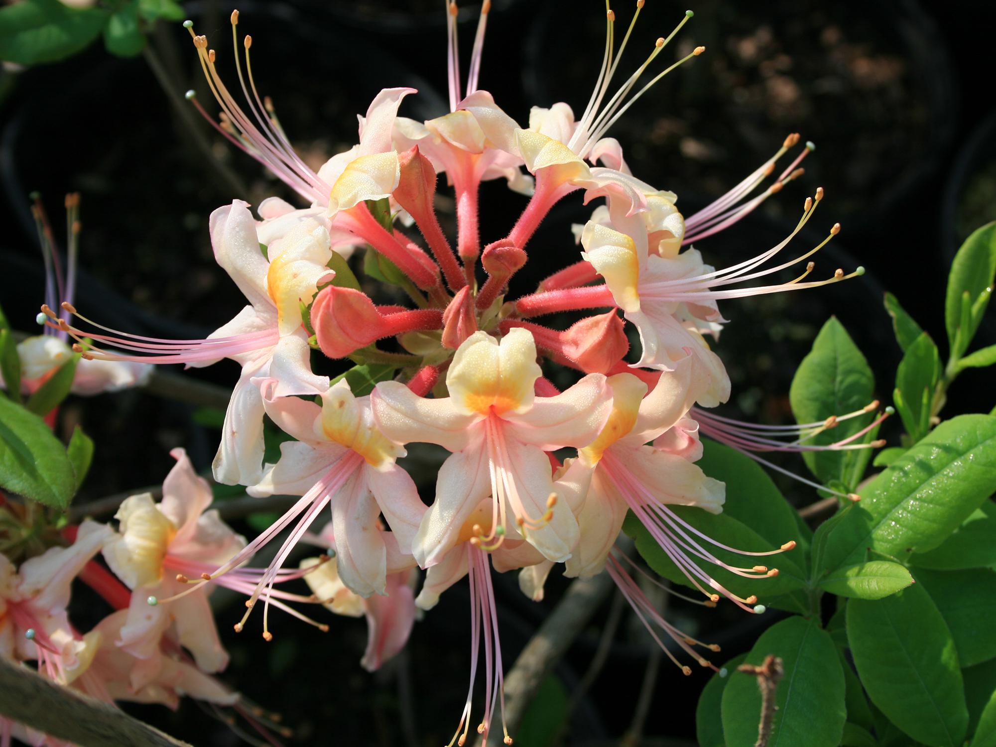 The flowers of the native azalea piedmont, or honeysuckle azalea, are very fragrant and pleasant on a calm, early-morning garden stroll. (Photo by MSU Extension/Gary Bachman)