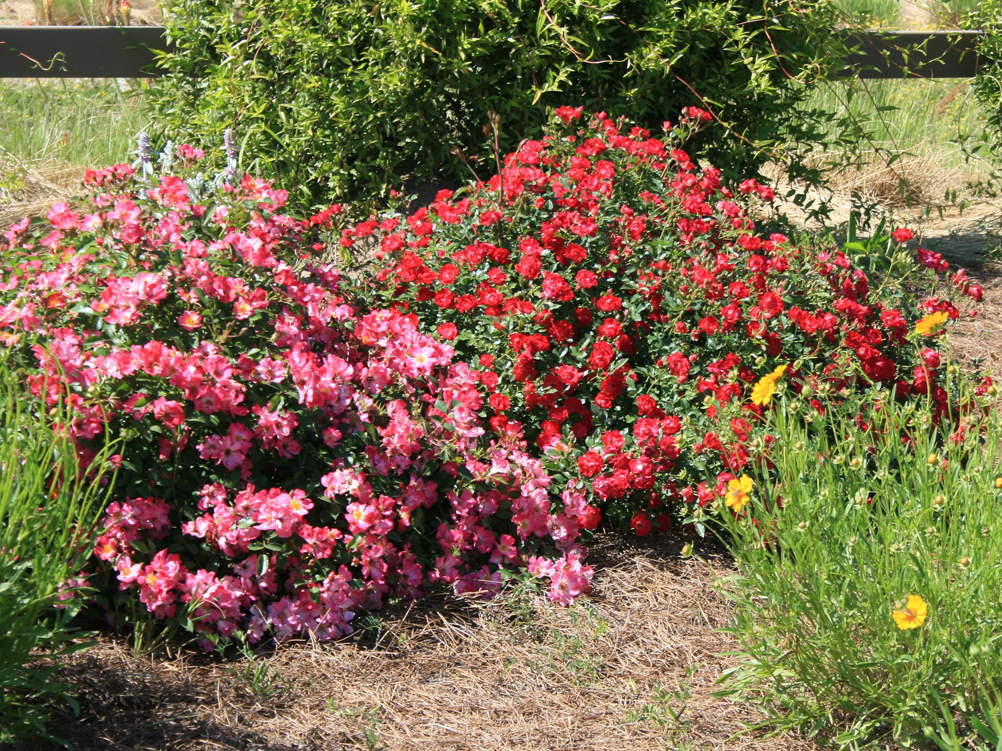 Drift roses, such as these pink and red selections, are lower-growing landscape roses that work great in small spaces, borders and even containers. (Photo by MSU Extension/Gary Bachman)