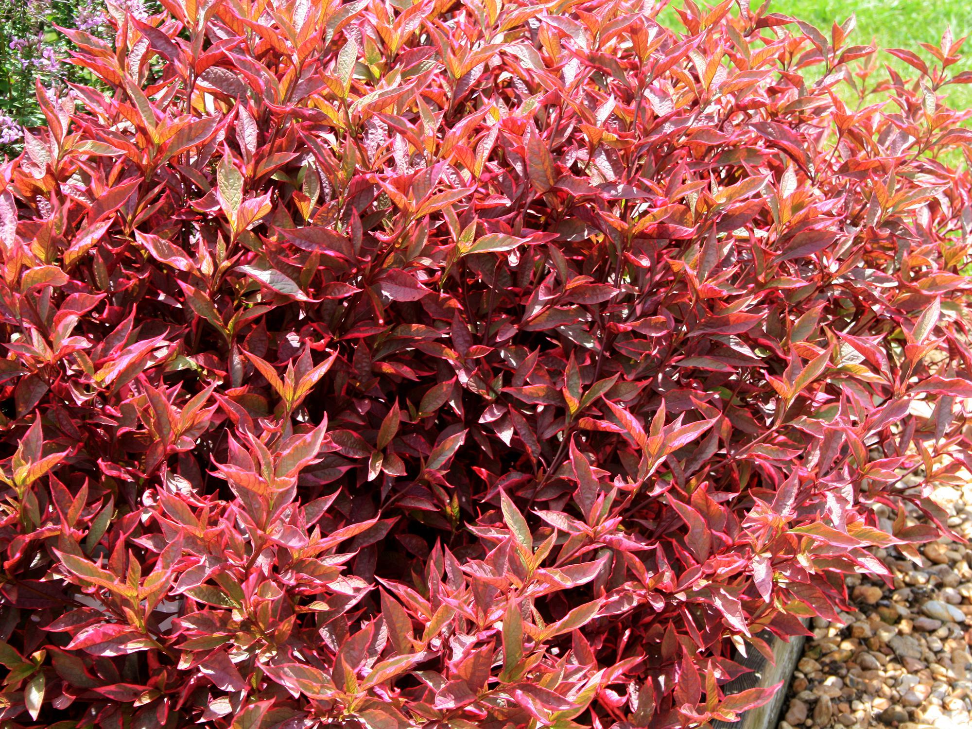 Alternanthera is strong summer garden choice | Mississippi State