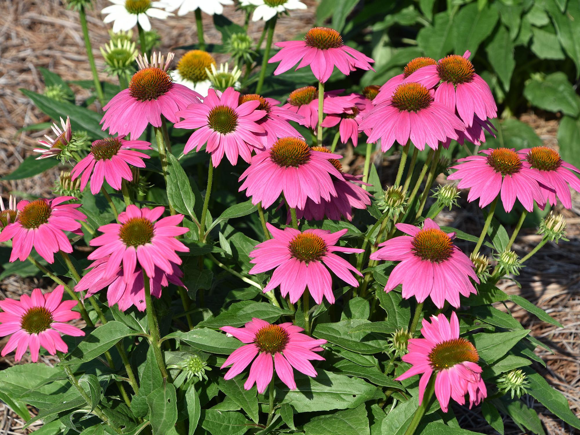 Echinacea Bravado is a popular coneflower that makes for a sturdy landscape plant. (Photo by Gary Bachman/MSU Extension Service)
