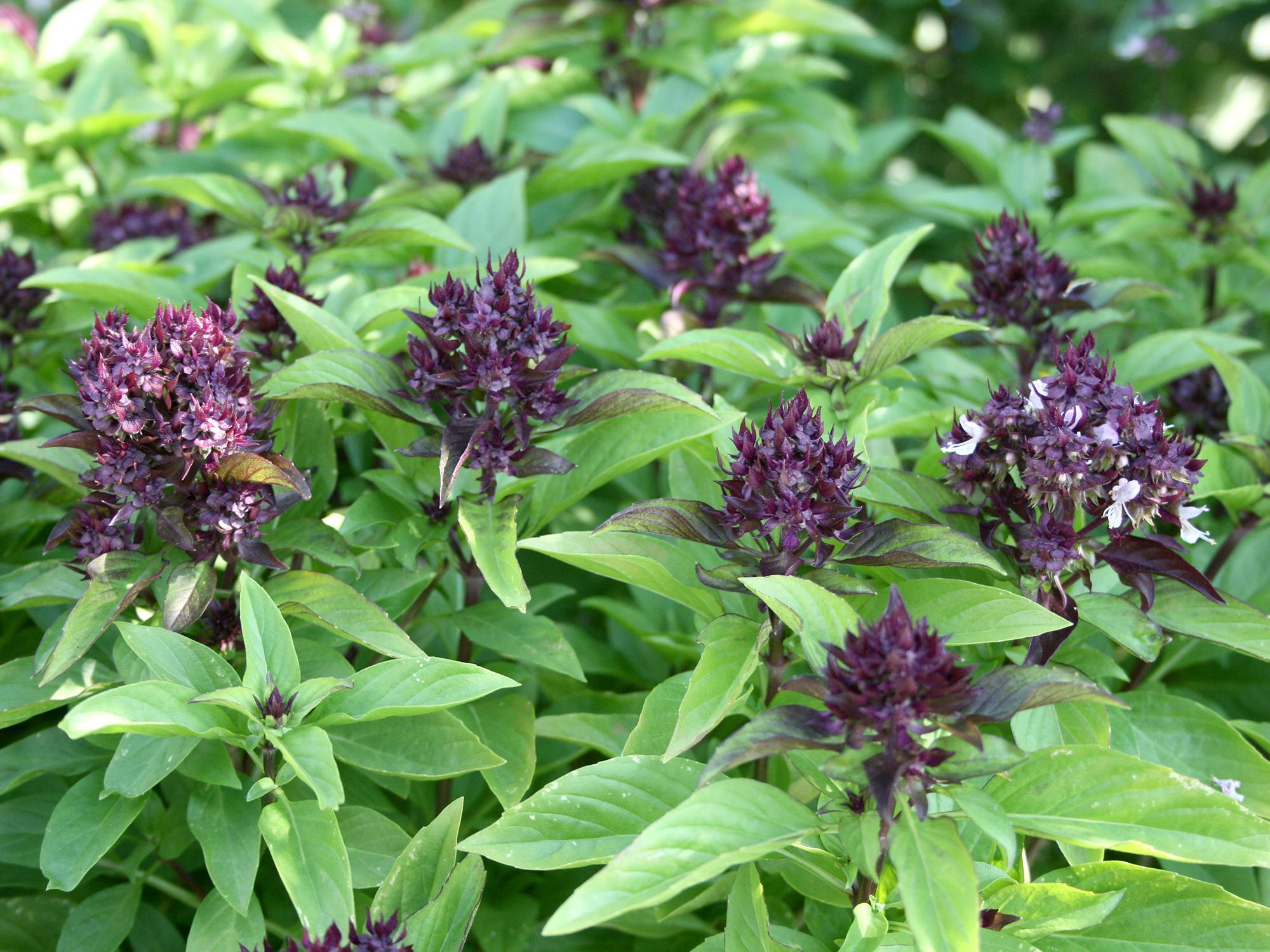 Basil varieties produce garden food options Mississippi State