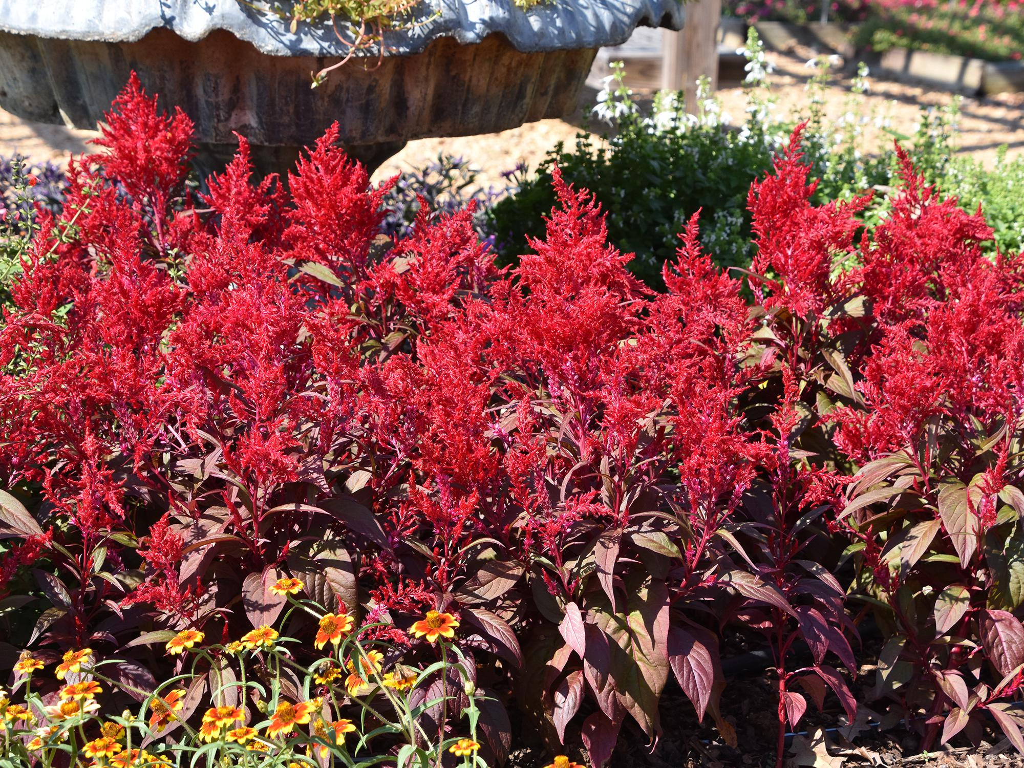 How to Prune Dragon'S Breath Plant