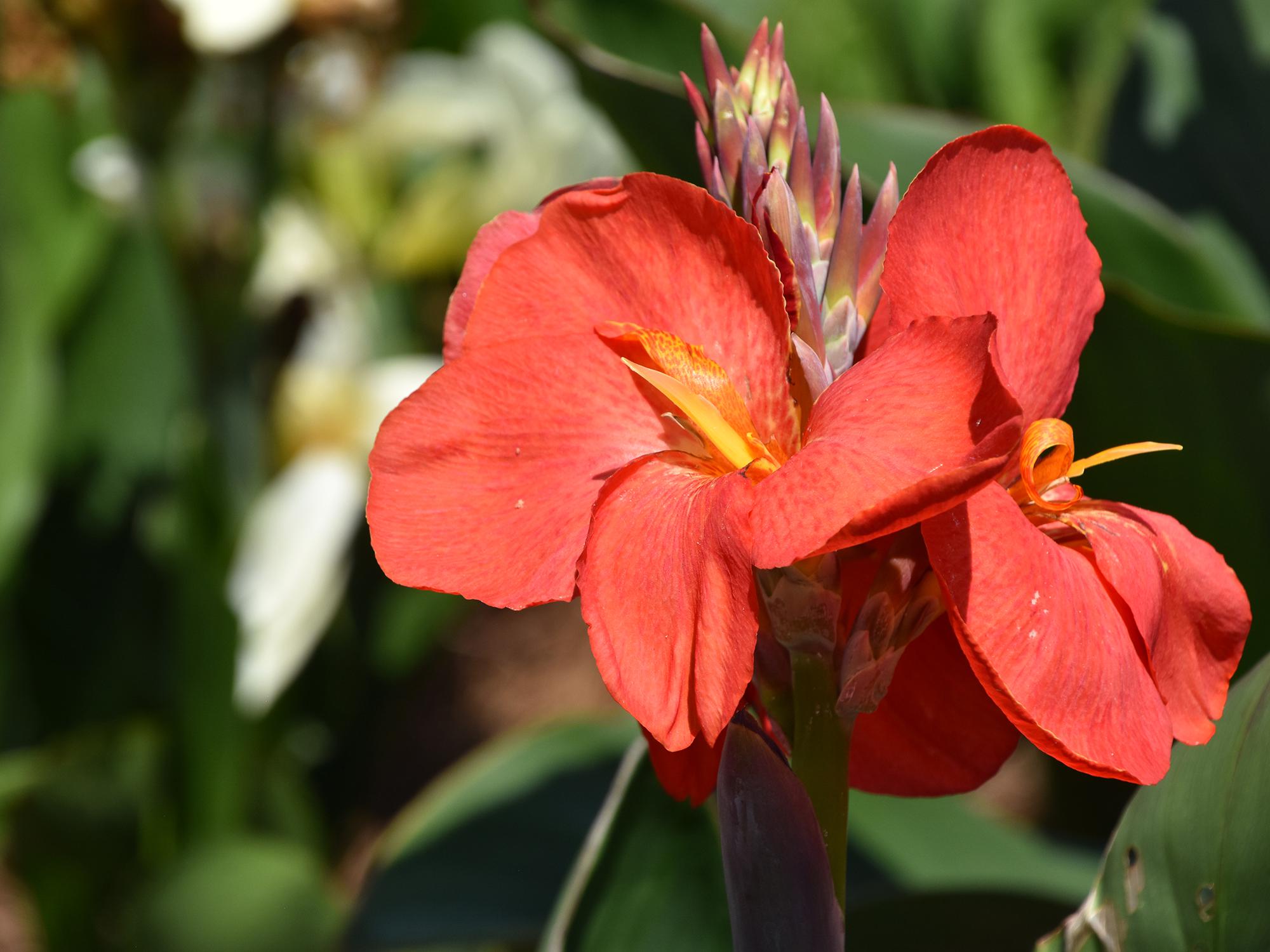 Canna lilies are easy landscape plants for Mississippi gardens. This South Pacific Scarlet is a dwarf selection that can reach 4 feet tall. (Photo by MSU Extension/Gary Bachman)