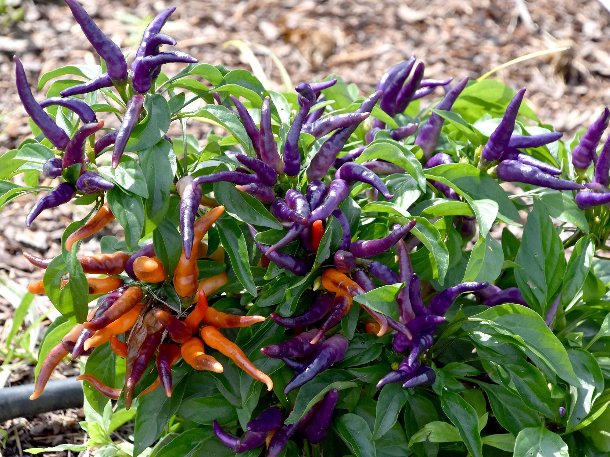 Ornamental peppers are available in an ever-increasing array of colors and styles, such as these NuMex April’s Fools peppers. (Photo by MSU Extension/Gary Bachman)