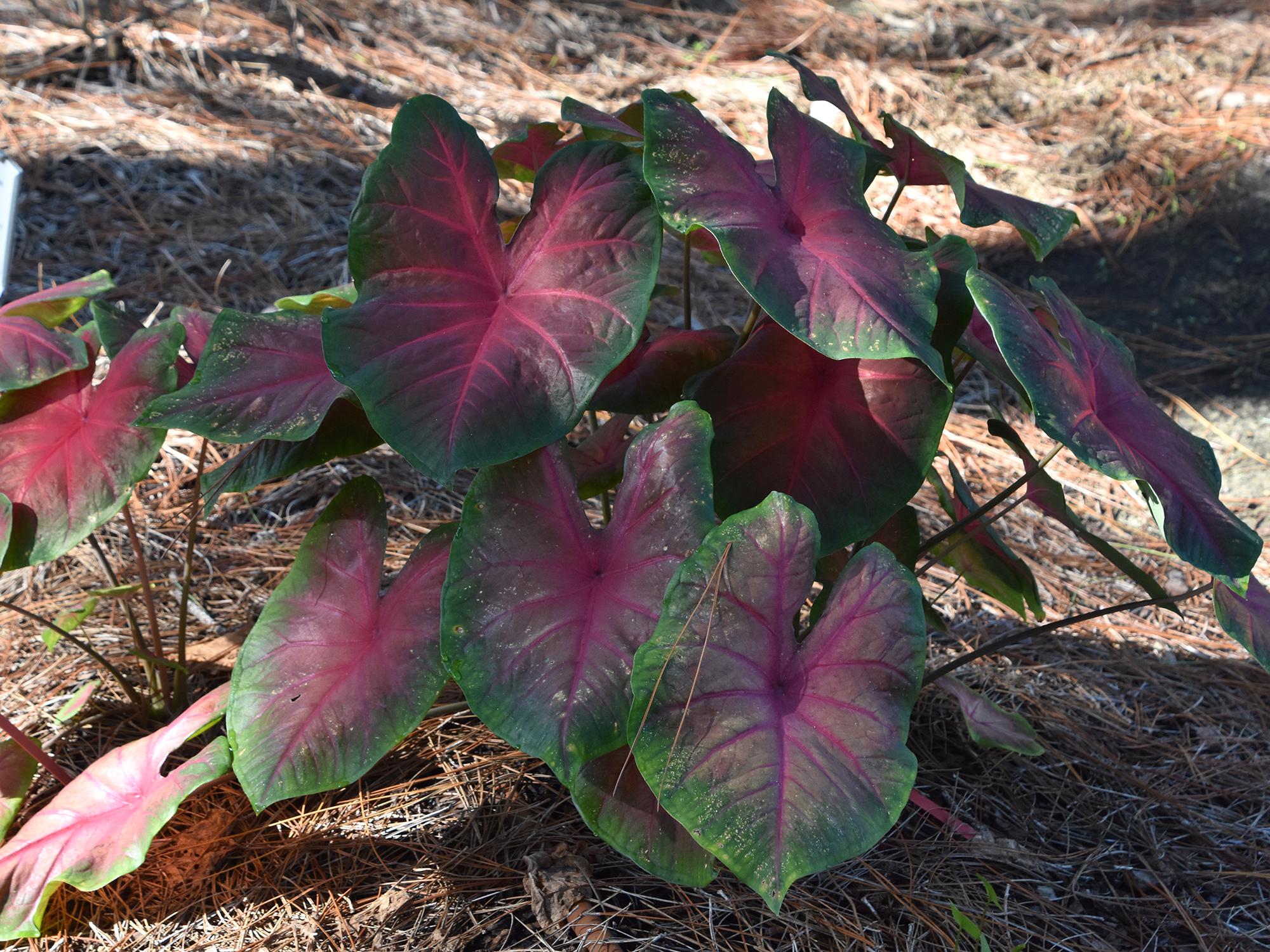 This Red-Bellied Tree Frog caladium comes from a family of caladiums that performs well in both partial and full sun. (Photo by MSU Extension/Gary Bachman)