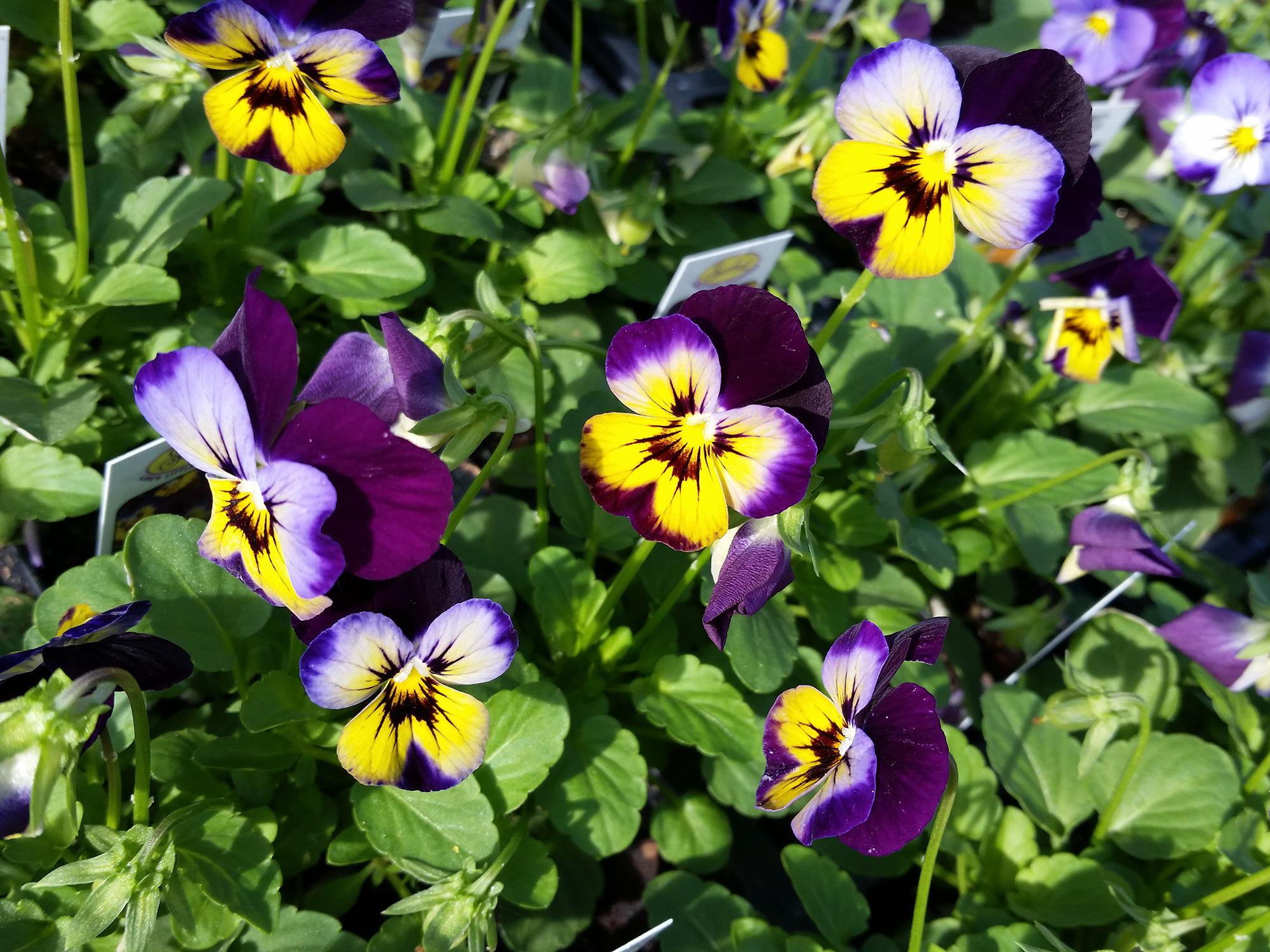 The Sorbet series of violas, such as this Midnight Glow selection, resist stretching and stay compact through winter and even as temperatures rise in the spring. (Photo by MSU Extension/Gary Bachman)