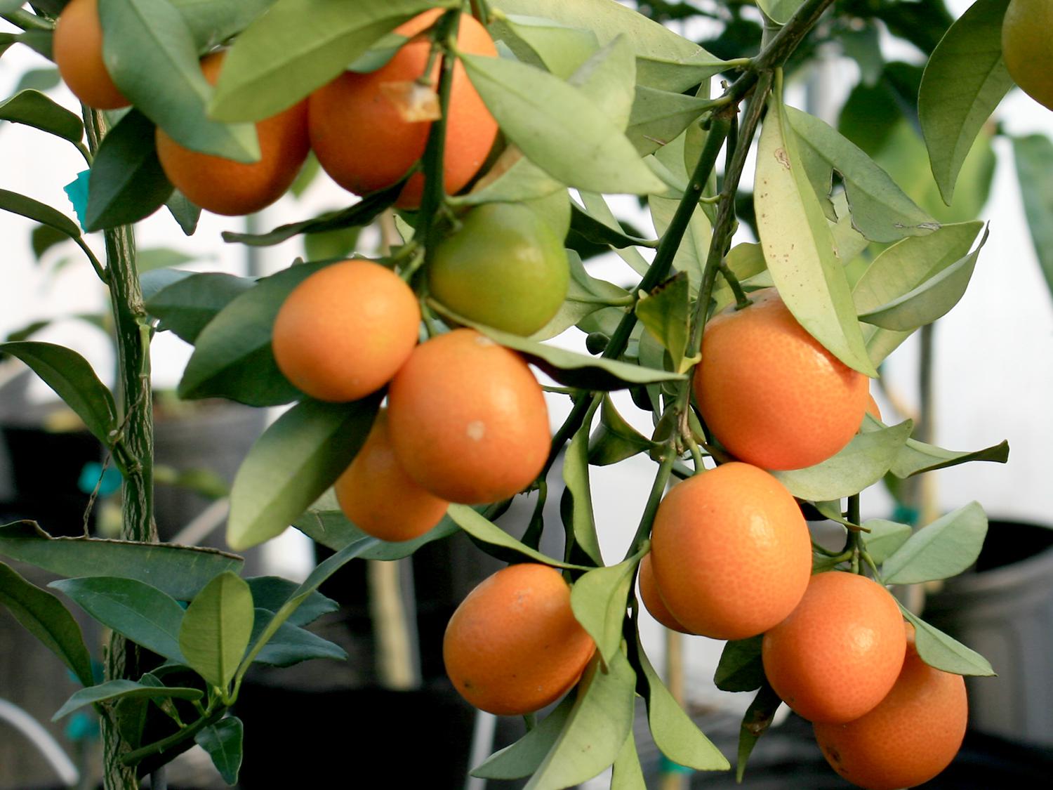 Kumquats perform well in Mississippi when given winter protection. Gardeners eat just the peel of this beautiful fruit. (Photo by MSU Extension/Gary Bachman)