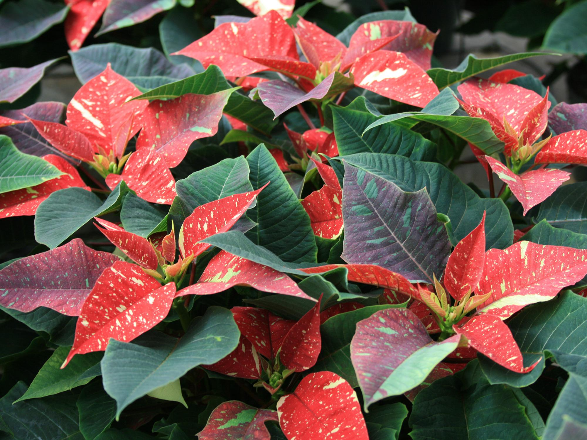 Poinsettia Choices Are Ready For Christmas | Mississippi State ...