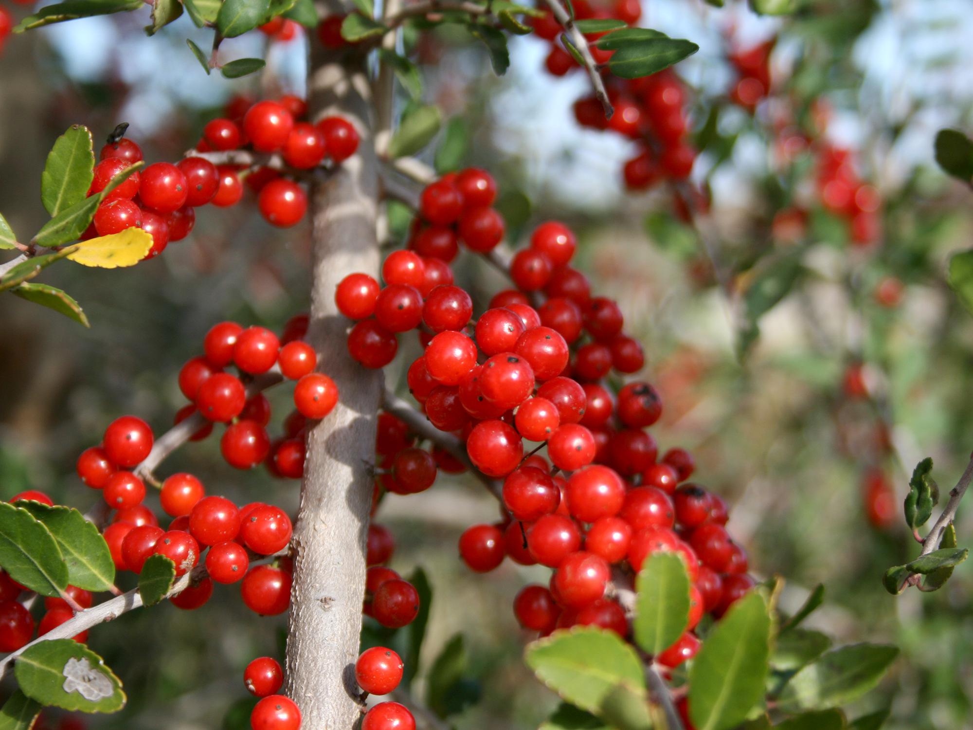 The Mississippi native yaupon holly can be seen popping out of woodland edges everywhere. Its distinctive berries have a translucent quality that imparts a gem-like appearance. (Photo by MSU Extension/Gary Bachman)