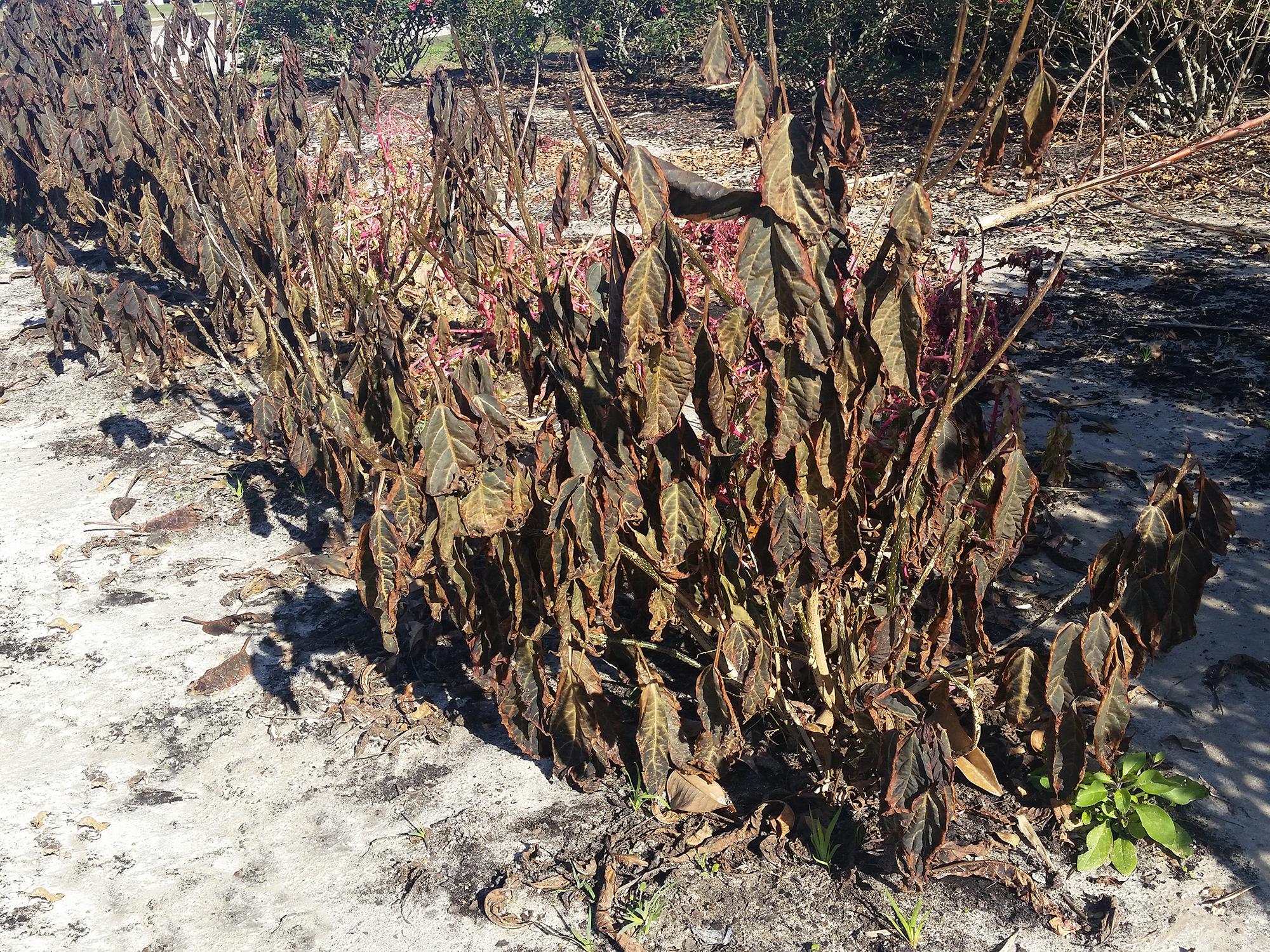 Temperatures as low as 12 degrees in Tupelo and 23 degrees in Ocean Springs froze many plants this past weekend. These Quad Color Clerodendrons were scorched brown by the freeze. (Photo by MSU Extension/Gary Bachman)