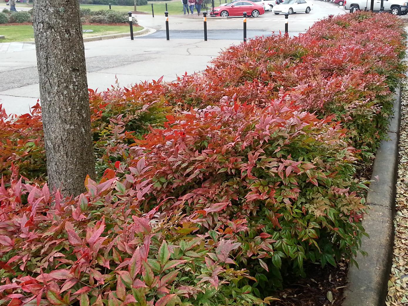 Nandina Offers Foliage Color Through Winter Mississippi State University Extension Service