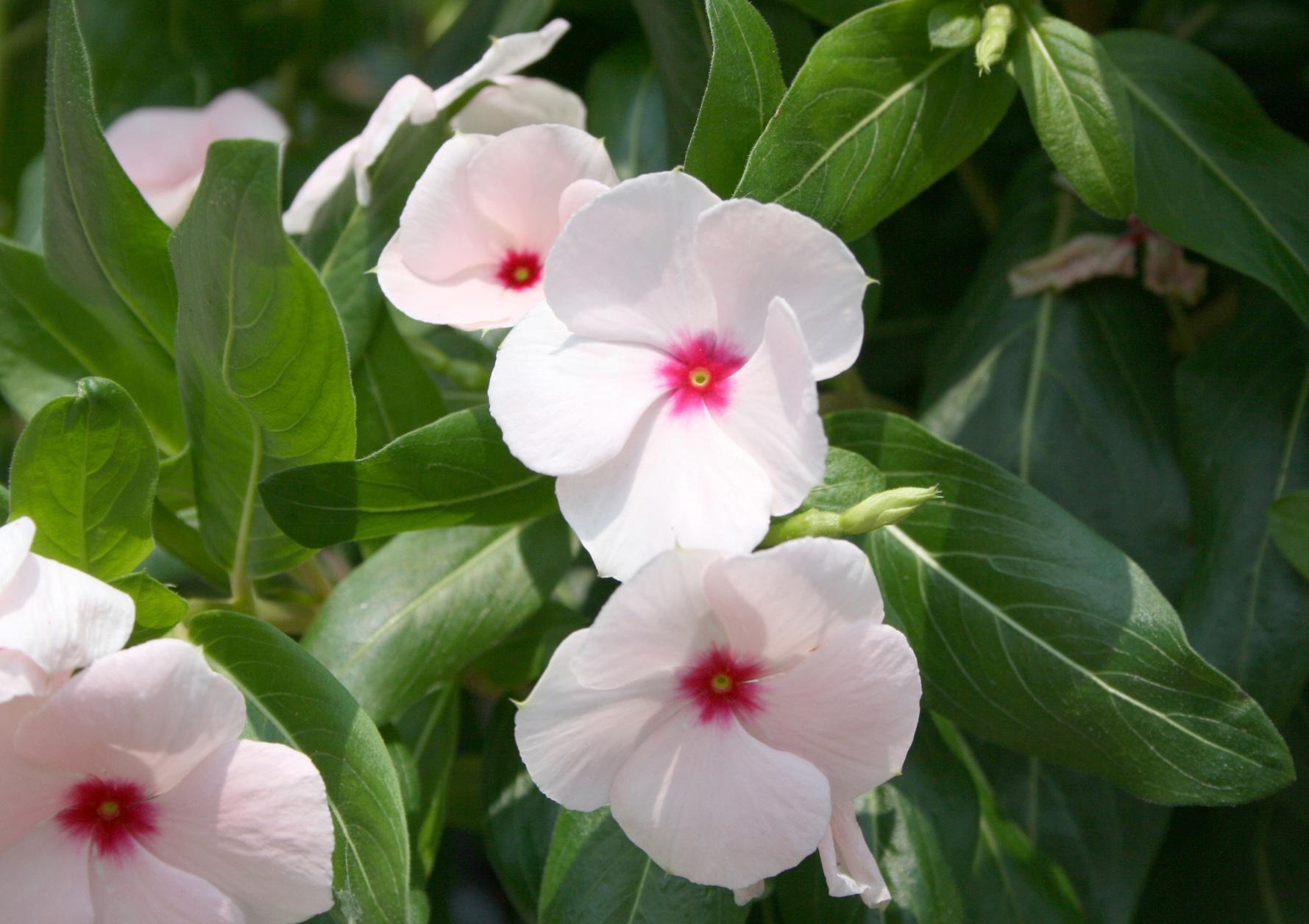 Popular flowering plants, such as this vinca, as well as herbs, vegetables and bedding plants will be available for purchase at the Mississippi State University horticulture club's annual spring plant sale April 5 and 6 in the greenhouses behind Dorman Hall. The sale runs from 9 a.m. to 5:30 p.m. on Friday and 8 a.m. to 1 p.m. on Saturday. (Photo by MSU Ag Communications/Gary Bachman)