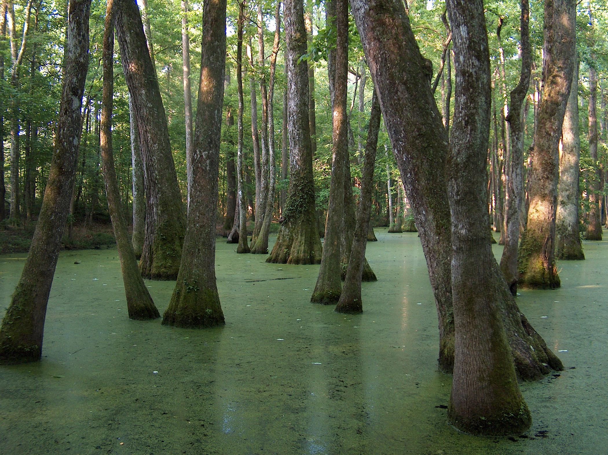 Researchers at Mississippi State University have released a free software program that will help foresters and landowners manage bottomland hardwood timber, such as this stand in southwest Mississippi. (Photo courtesy of Patrick Glass)