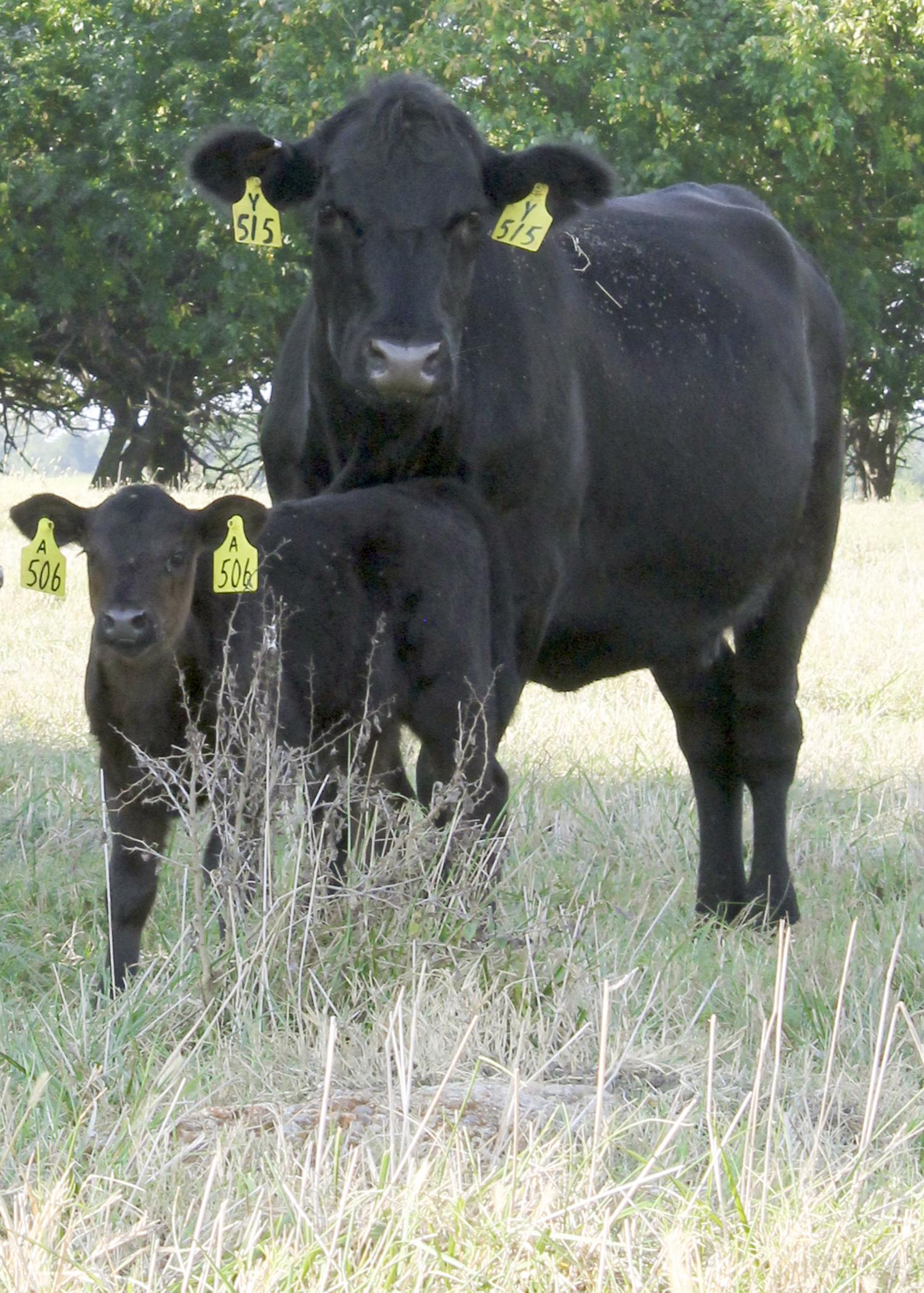 Mississippi State University experts will discuss cattle such as these at the Mississippi Agricultural and Forestry Experiment Station's Prairie Research Unit in Monroe County during the Oct. 25 Fall Beef Cattle and Forage Field Day in Prairie, Mississippi. (File photo)