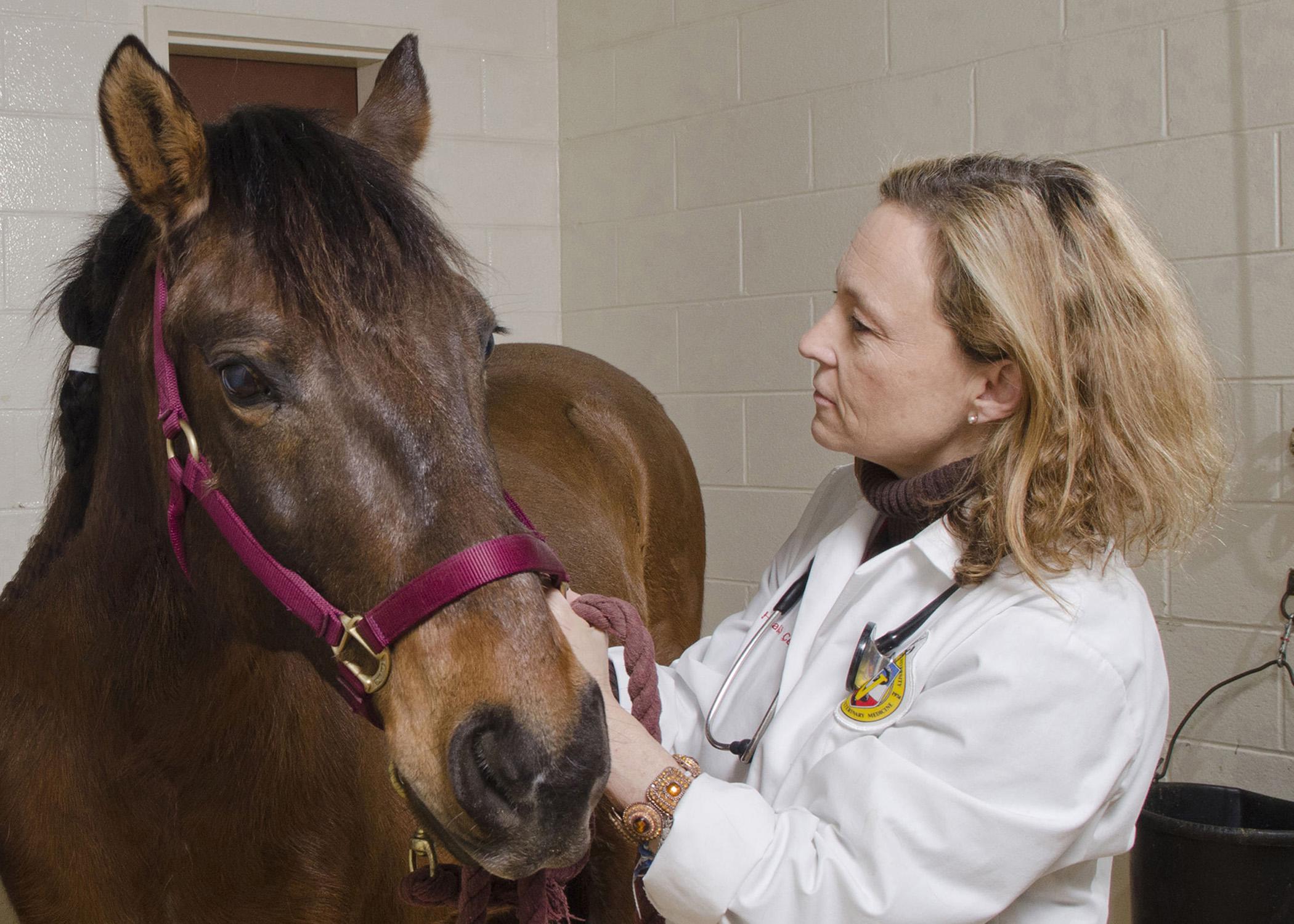 Dr. Cyprianna Swiderski, an associate professor with the Mississippi State University College of Veterinary Medicine, works with an equine patient in this file photo. Swiderski is the next chair of the Morris Animal Foundation's Large Animal Scientific Advisory Board. (Photo by the College of Veterinary Medicine/Tom Thompson)