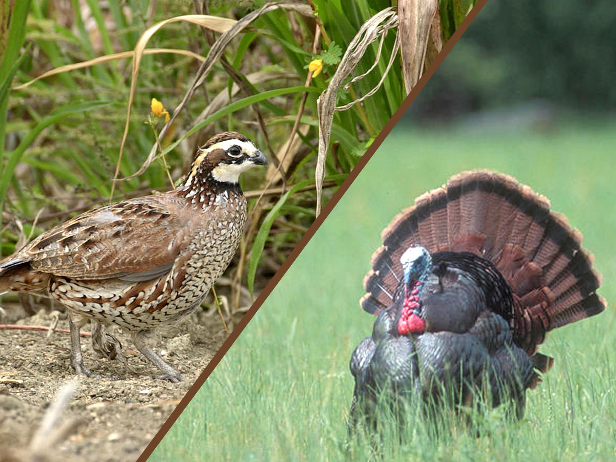 Wildlife biologists will address issues related to quail and turkey at gamebird seminars at the Mississippi Museum of Natural Science on Feb. 27. (File photo by MSU Ag Communications)