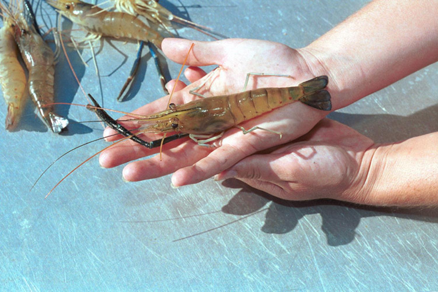 Prawns are best raised in specially designed ponds that can be drained for harvest.