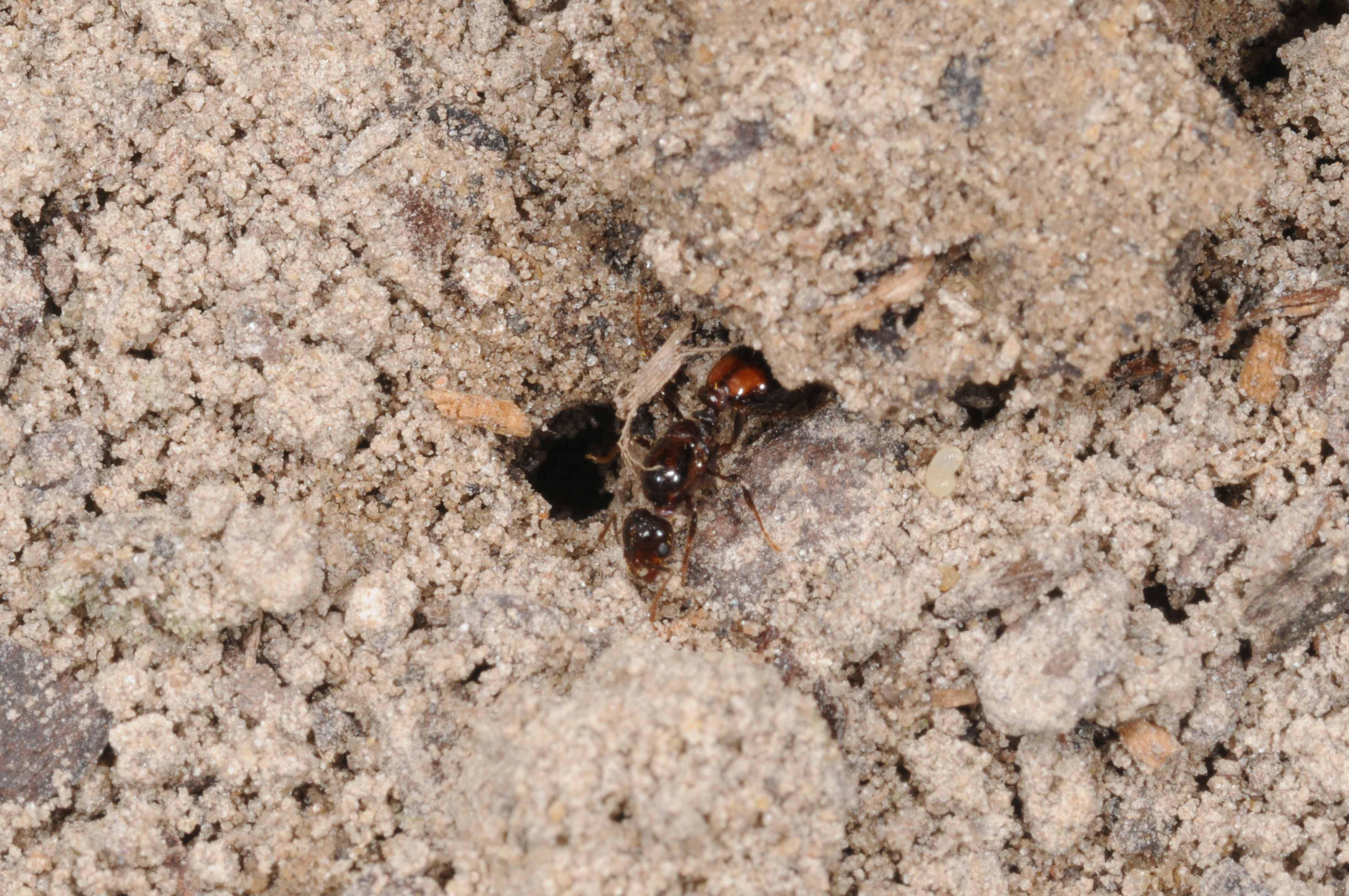 A fire ant at the entrance of a new mound.