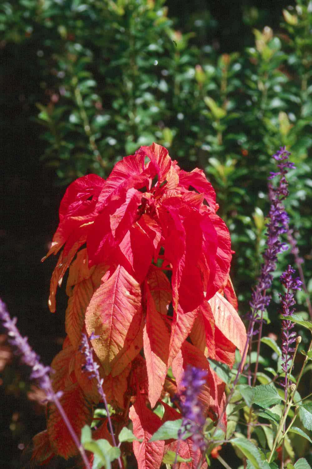 Botanically, the summer poinsettia is Amaranthus tricolor, also known as Joseph's Coat.