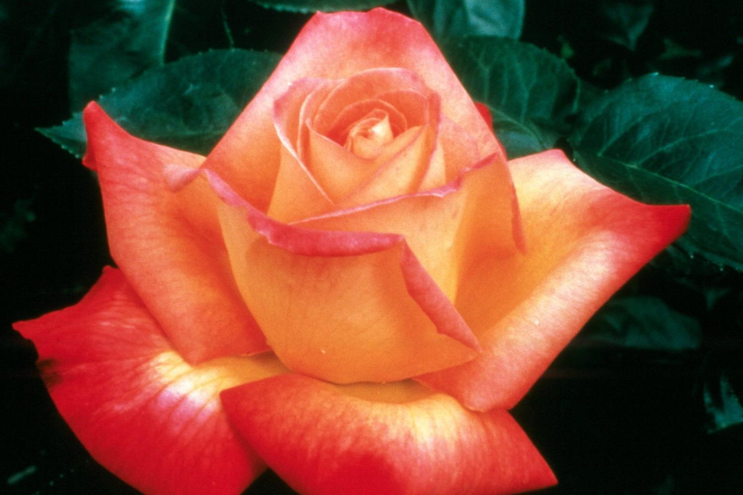 Love & Peace exhibits the classic hybrid tea form and shows a family resemblance to its parent, Peace, the most honored rose of all time.