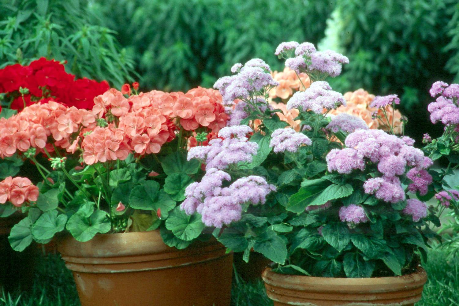Geraniums come in red plus many new colors  Mississippi State University  Extension Service