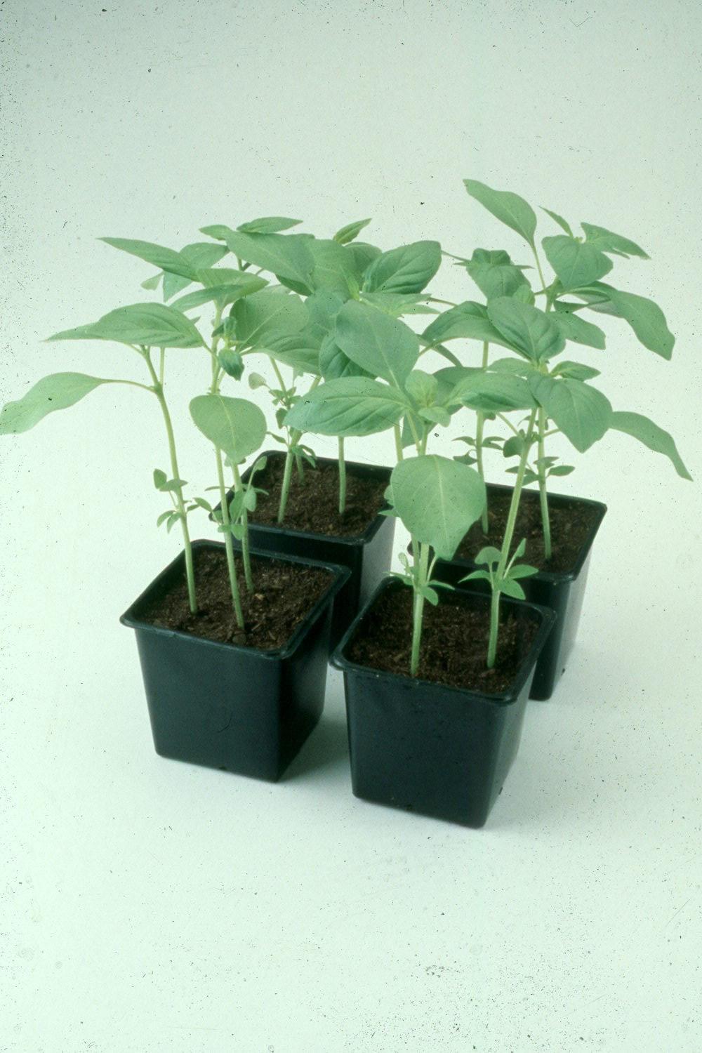 By transplanting certain plants such as this basil, gardens can harvest a crop much sooner than by growing plants from seed.