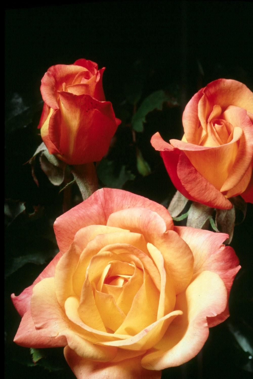 All America Rose Selections winner Rio Samba's reddish-orange and yellow blend offers outstanding beauty for this year's rose gardens. 