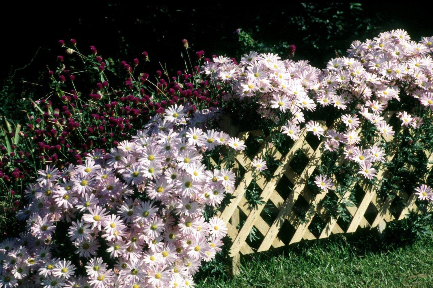 An annual planting of tall, purple gomphrena in the background accentuates this display of large, rose-pink flowers on Clara Curtis, also known as Country Girl.
