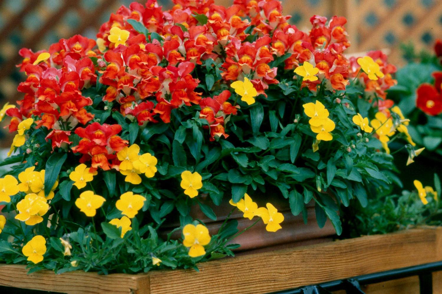 Dwarf Montego snapdragons and yellow pansies create a mixed container that would brighten any porch, patio or deck.